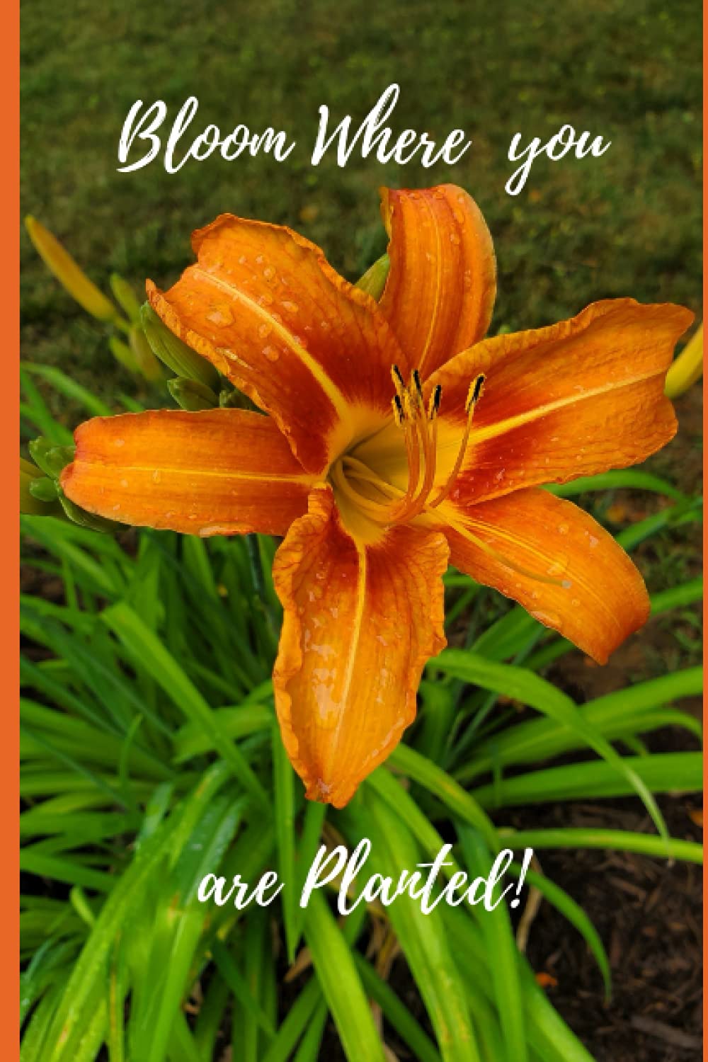Bloom Where You are planted Journal, Tiger Lily