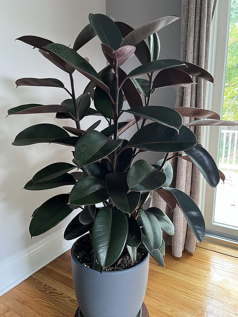 Live Rubber Plant, Large Indoor Ficus Elastica in black Pot, Dark Green Glossy Leaves, Home Decor