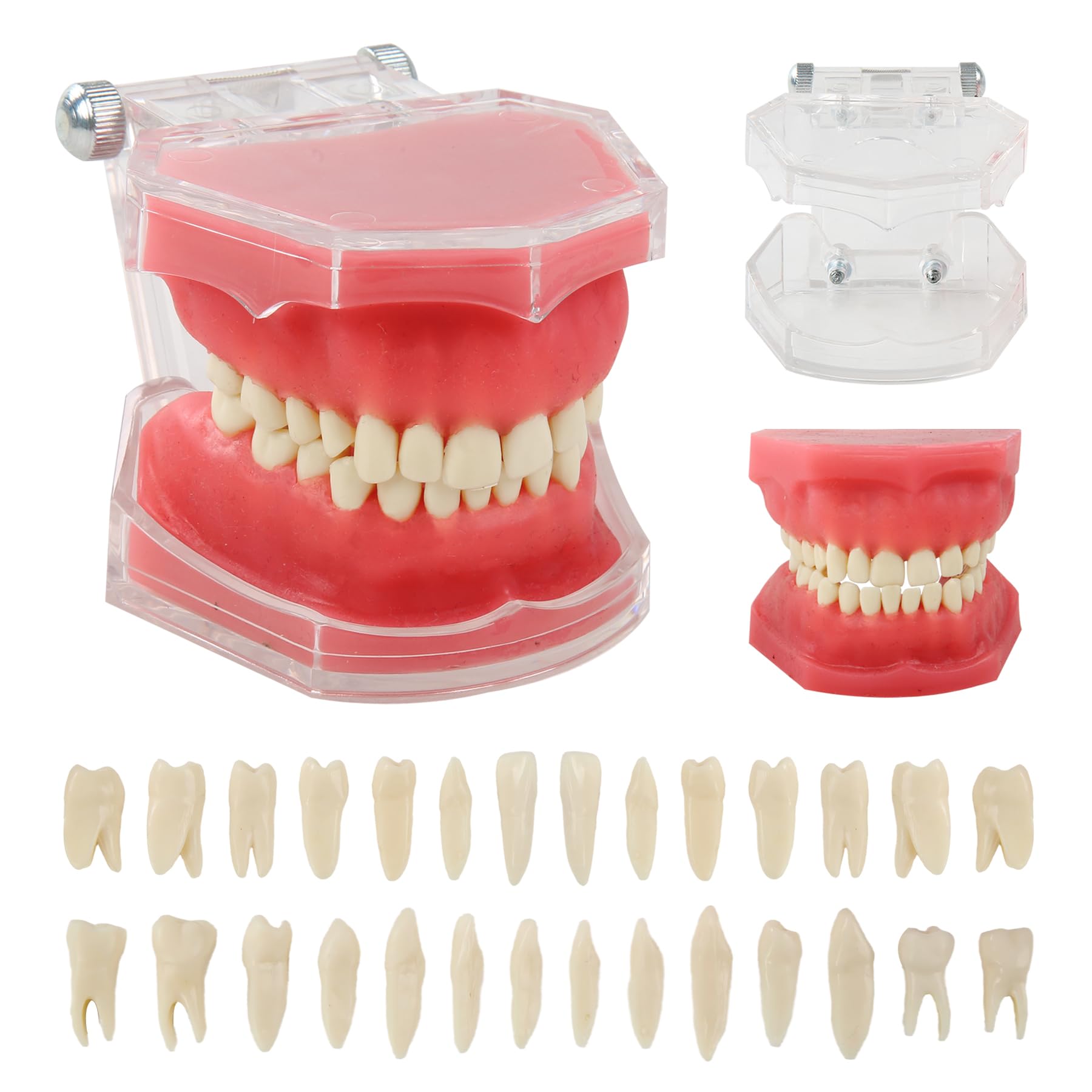 Zahnmodell Realistisch - 28 Zähne Herausnehmbar Dentalmodell mit durchsichtiger Acryl-Abdeckung und weichem Gummigumm Ideal für Zahnmedizinstudenten und Ärzte