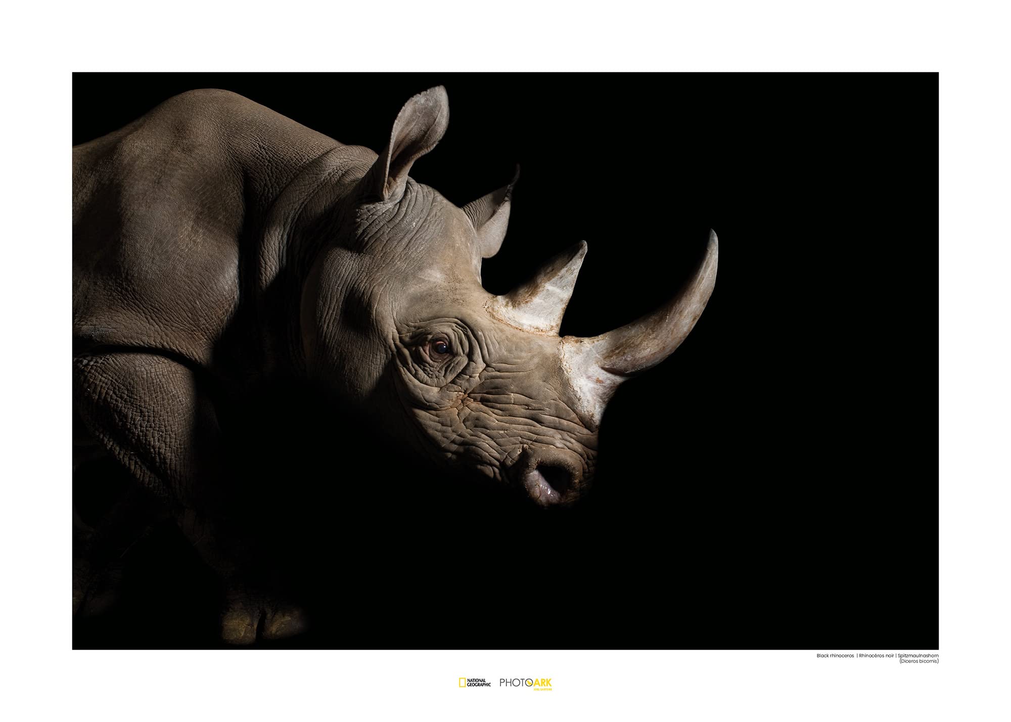 Komar Black Rhinoceros poster mural 70 x 50 cm impression d'art noir et blanc