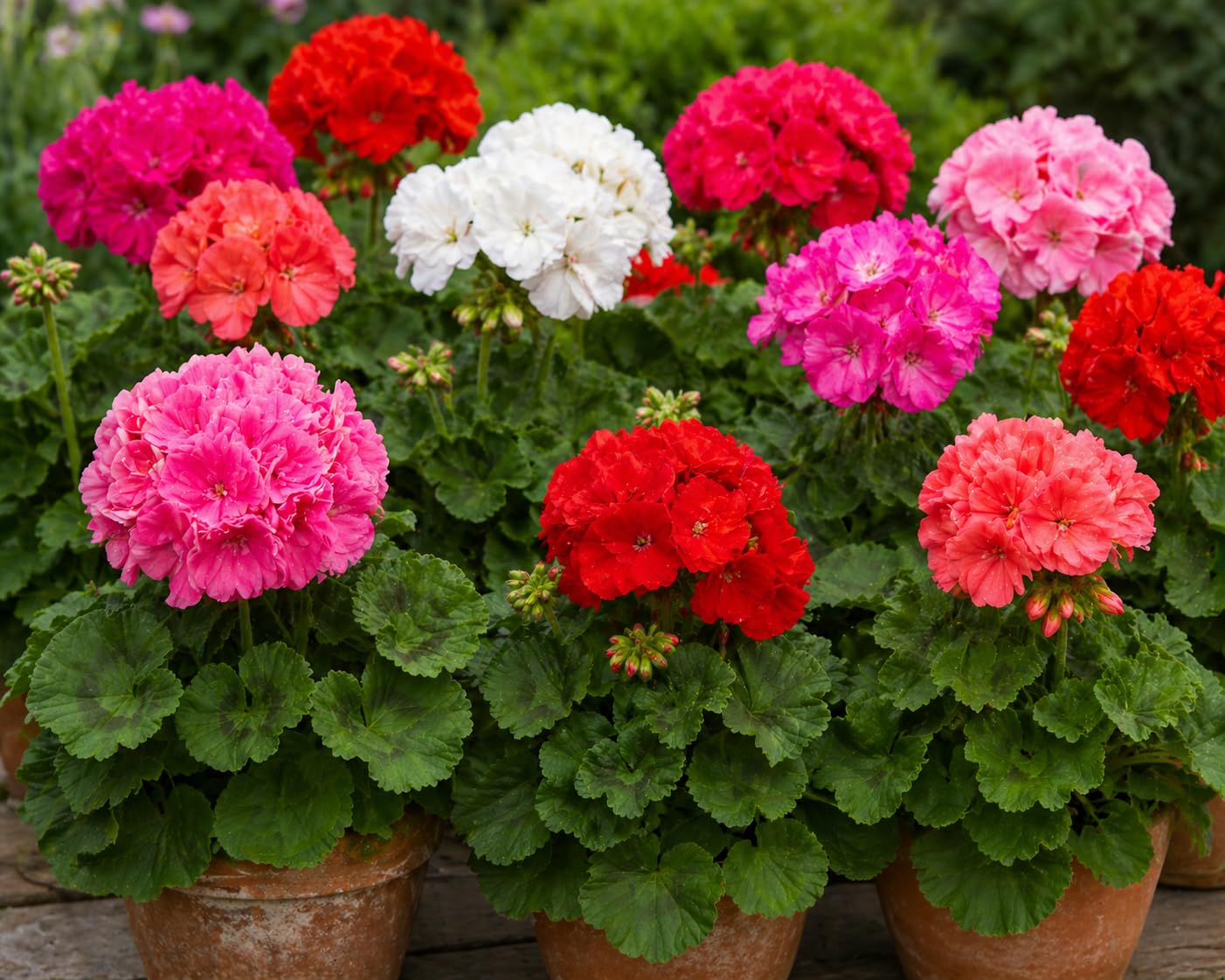 Geranium Bedding Plants, Garden Ready, Mixed Colours, Outdoor, Blooms Spring to Summer (Pack of 4 Plants)