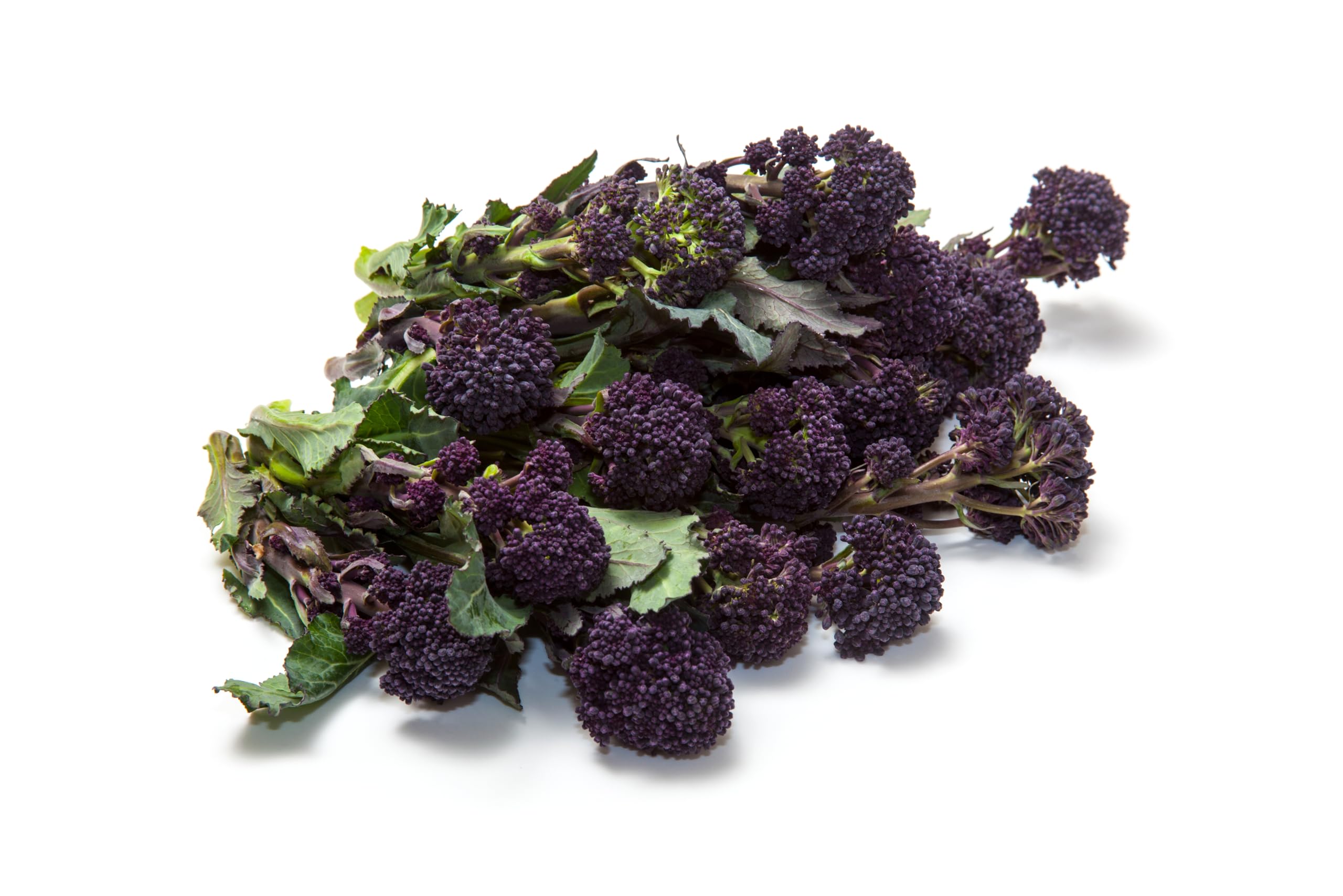 Broccoli Plants, Purple Sprouting Broccoli, 12 x Plug Plant Pack, Vegetable Plants, Garden Veg, Grow Your Own, Garden Ready and Ready to Plant, Premium Quality Vegetables