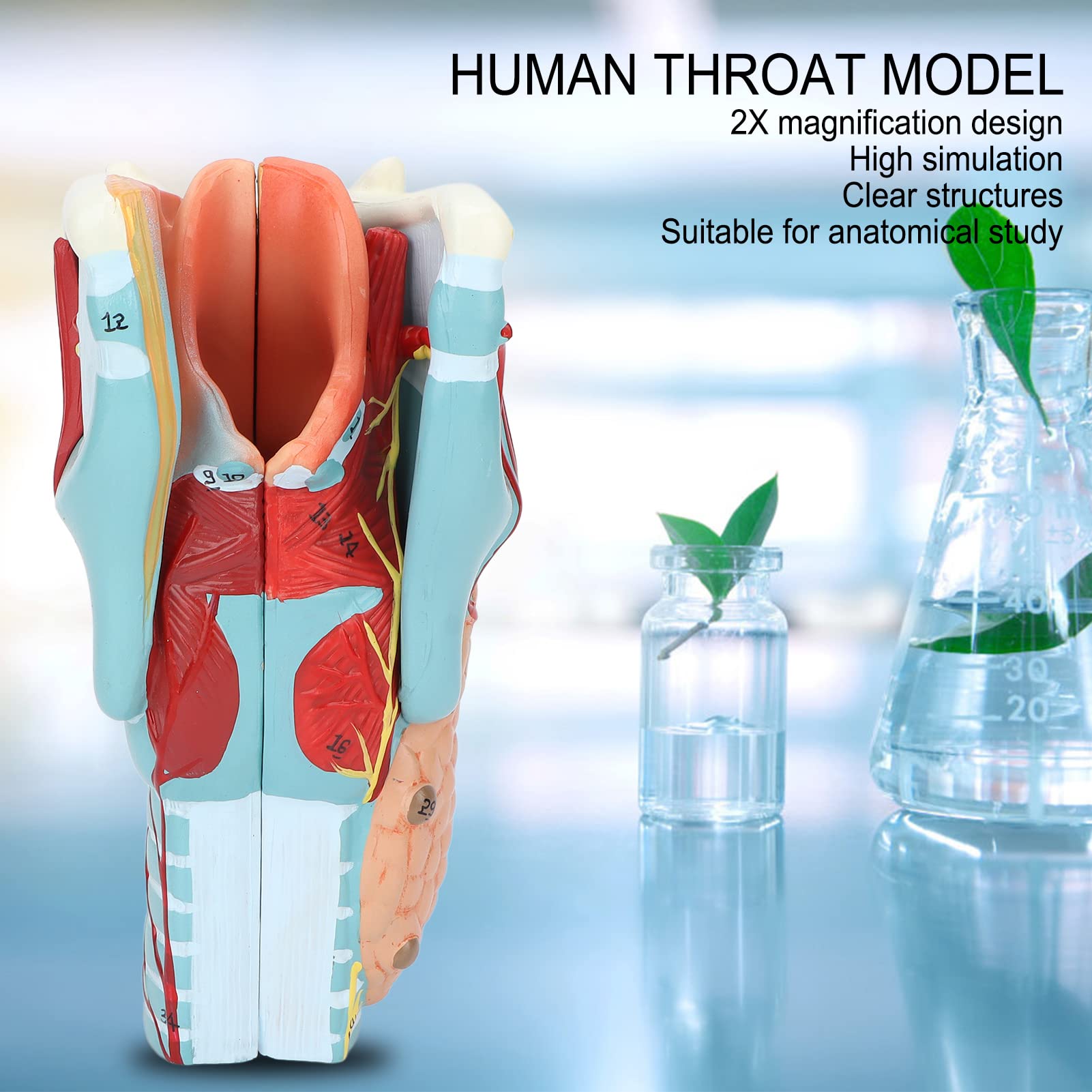 Menschliche Kehlkopfanatomie Kehlkopfmodell, Kehlkopf Anatomie Modell mit 2X Vergrößertem Kehlkopf, Laryngopharyngeal Anatomisches Modell Studienmodell Wissenschaft Medicalstudents Lehrmittel