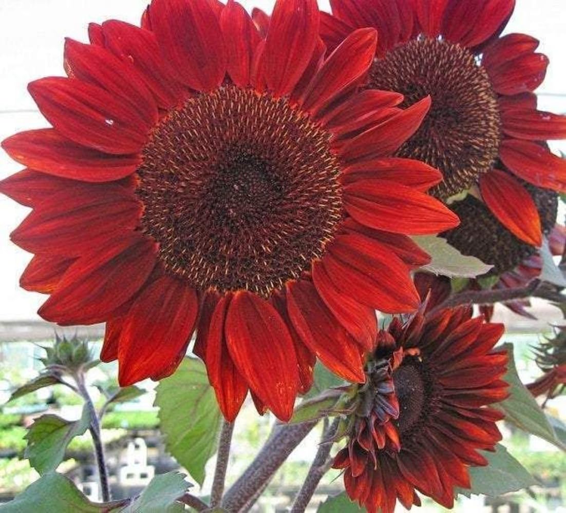 100+ Seeds- Red Sunflower Flower Seeds For Planting- Big Red Blooms-Grow All India. (B0D5WTF5J8) Amazon Price History, Amazon Price Tracker
