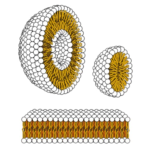 Biología de la membrana