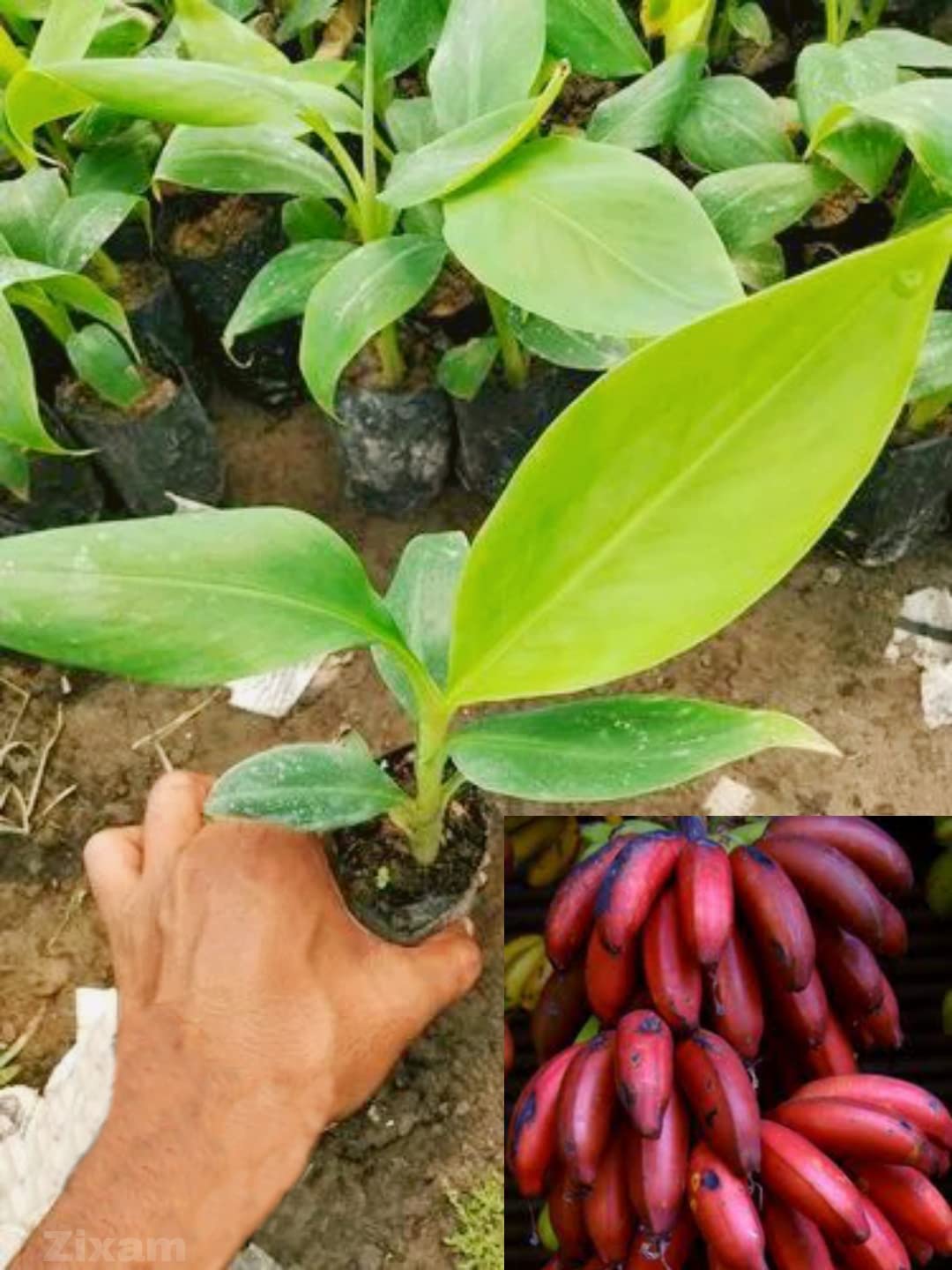 Zixam Live Red Banana Fruit Plant (B0C4R1MPTL) Amazon Price History, Amazon Price Tracker
