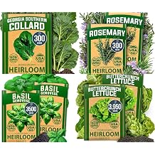 HOME GROWN Genovese Basil Seeds 2 Pack - 3500 & Buttercrunch Lettuce Seed Pack - 3950 & Rosemary Seeds Pack - 300 & Collard Greens Georgia Southern - 300