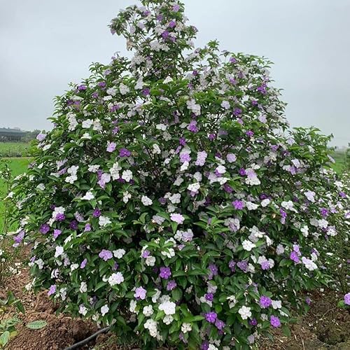 Miniatura 6 de 2 Ayer hoy y mañana Plantas vivas, 3 a 5 plántulas altas, bien enraizadas, planta de arbustos de flores, planta viva de ayer, hoy y mañana, 2 plantas