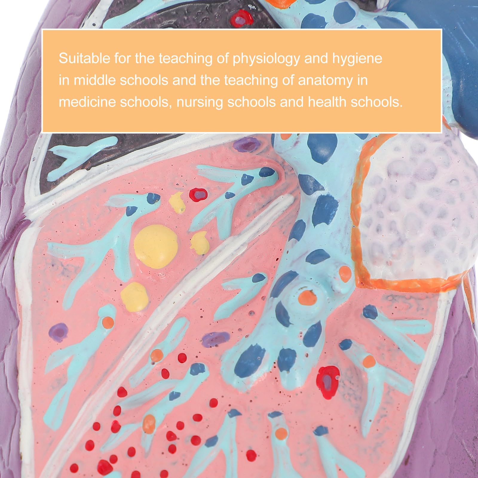 YARNOW Modèle Pulmonaire Anatomique Réaliste en Plastique pour Enseignement de L'anatomie et Physiologie, Matériel Éducatif pour Étudiants en Sciences Médicales