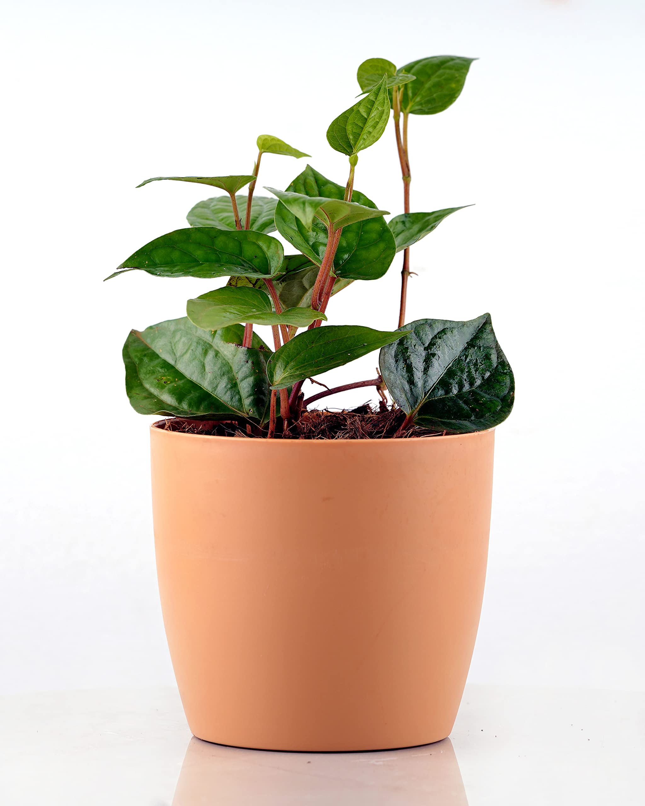 UNLIMITED GREENS Betel Leaf (Paan) || Live Plants || Outdoor||Shera Plastic Pot||Plant Color Green|| Pot Color Cream|| Size of Pot Diameter 5 Inch X Depth 5 Inch