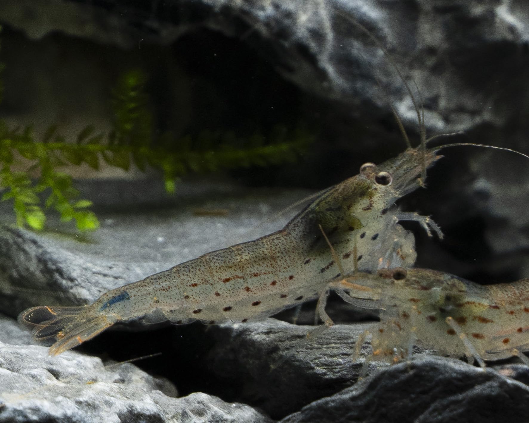 Amano Shrimp (Caridina multidentata) โ Live Freshwater Algae Eaters for Tropical Fish Tanks โ Cleaner for Planted Aquariums and Cherry Shrimps Setups (15)