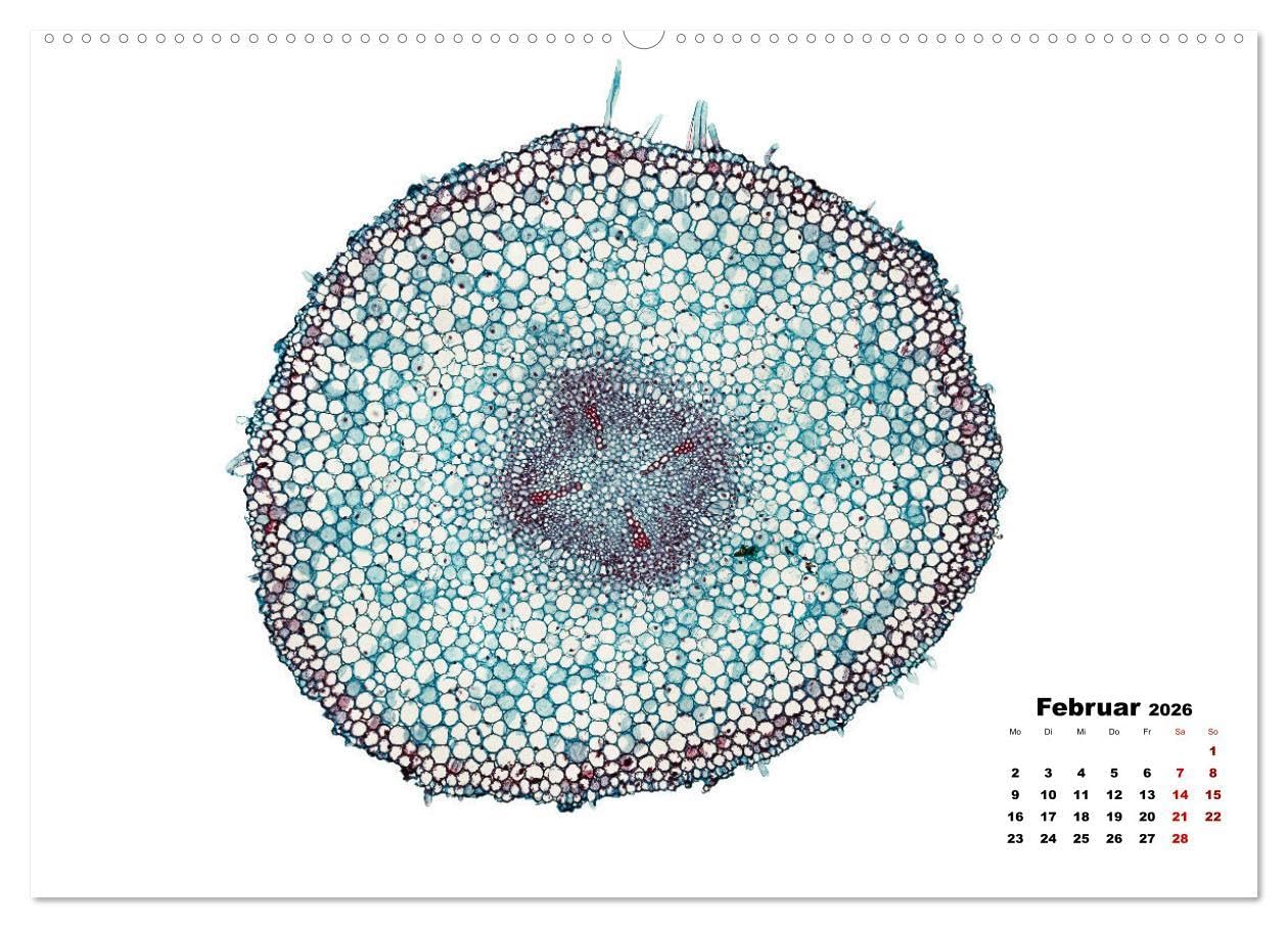 Pflanzen unter dem Mikroskop (Wandkalender 2026 DIN A2 quer), CALVENDO Monatskalender: Eindrucksvolle biologische Aufnahmen - das perfekte Geschenk für einen Gärtner, Floristen, Stundent und Lehrer