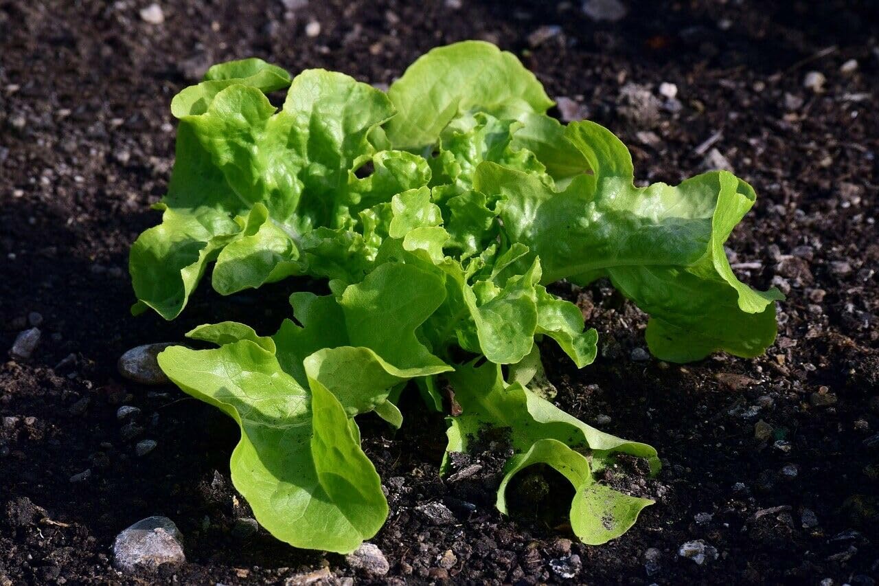 LanDixx Ammonsulfatsalpeter 25 kg - Perfekter Rasendünger für Profis - Stickstoffdünger ASS N26 mit Langzeitwirkung - für alle Kulturen wie Obst, Gemüse, Blumen, Stauden und Rasen geeignet