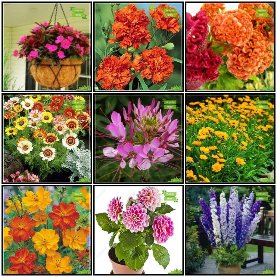 Image of Low Maintenance Hybrid Flower Seeds Combo Pack- All Year Flower Seeds Supply (9 VARIETY SOUTH INDIA ALL YEAR)