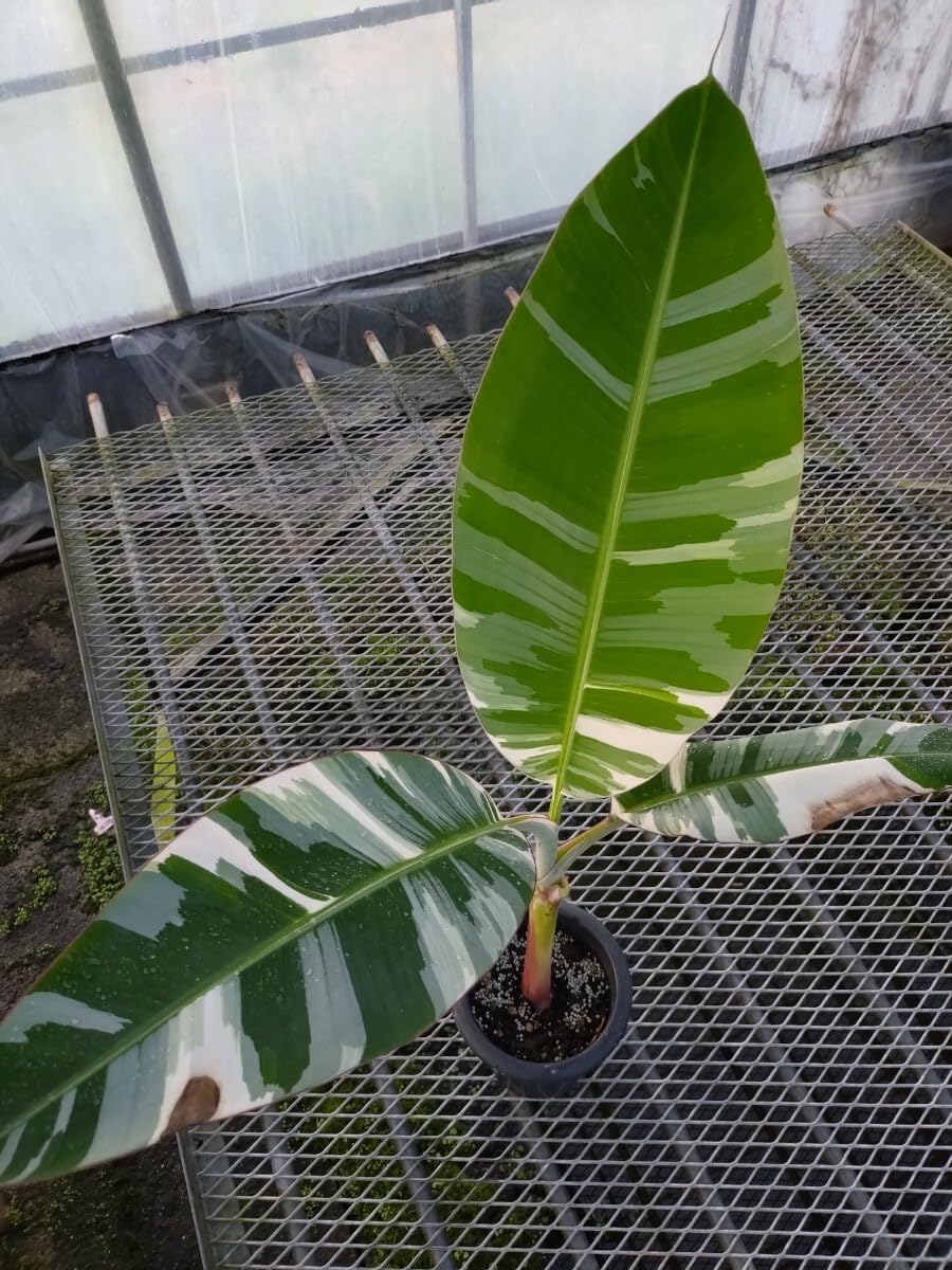 斑入り バナナ 6寸　＊同梱推奨商品 5斑入りバナナアエアエバナナ Musa AeAe ムサ アエアエ 苗 6寸 斑入り 熱帯