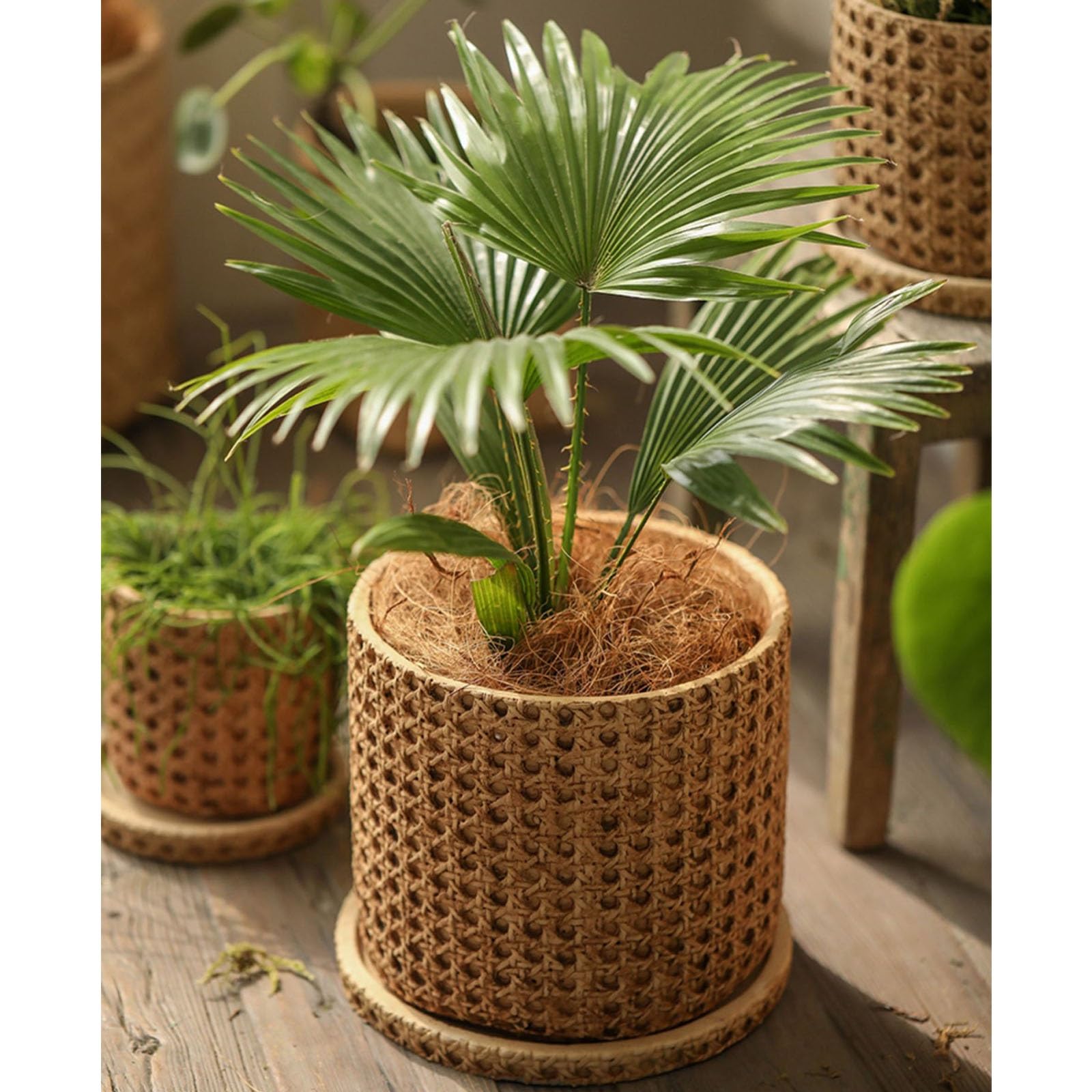 Amazon.com: Rattan Pattern Planter Pot with Drainage Hole & Saucer,Vintage  Honeycomb Cement Flower Pots,Cylinder Round Plant Pots for Indoor Outdoor  Plants Flowers Succulent Cactus,Gardening Lawn Yard Decor Gift : Everything  Else