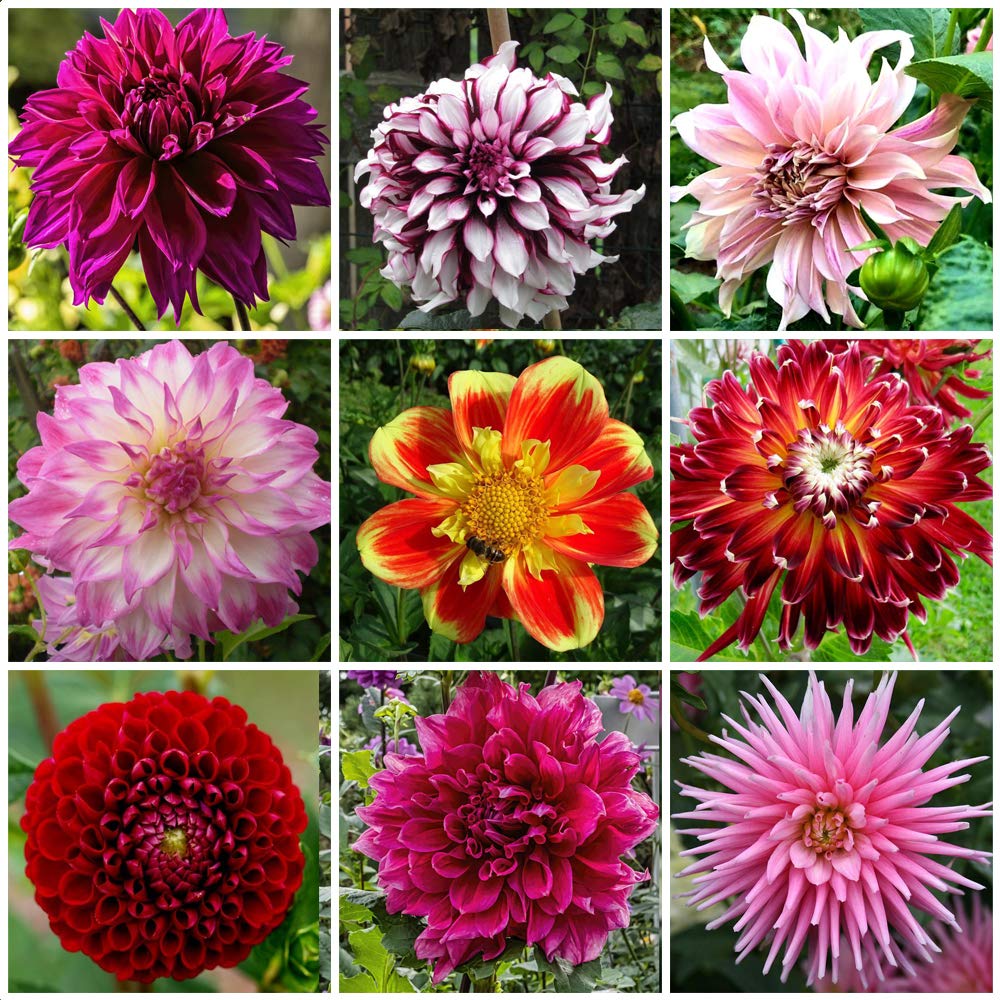 Más De 190 Semillas Raras De Dalia – Flores Exóticas Para Jardín, Patio O Maceta – Decora Tu Hogar Con Color