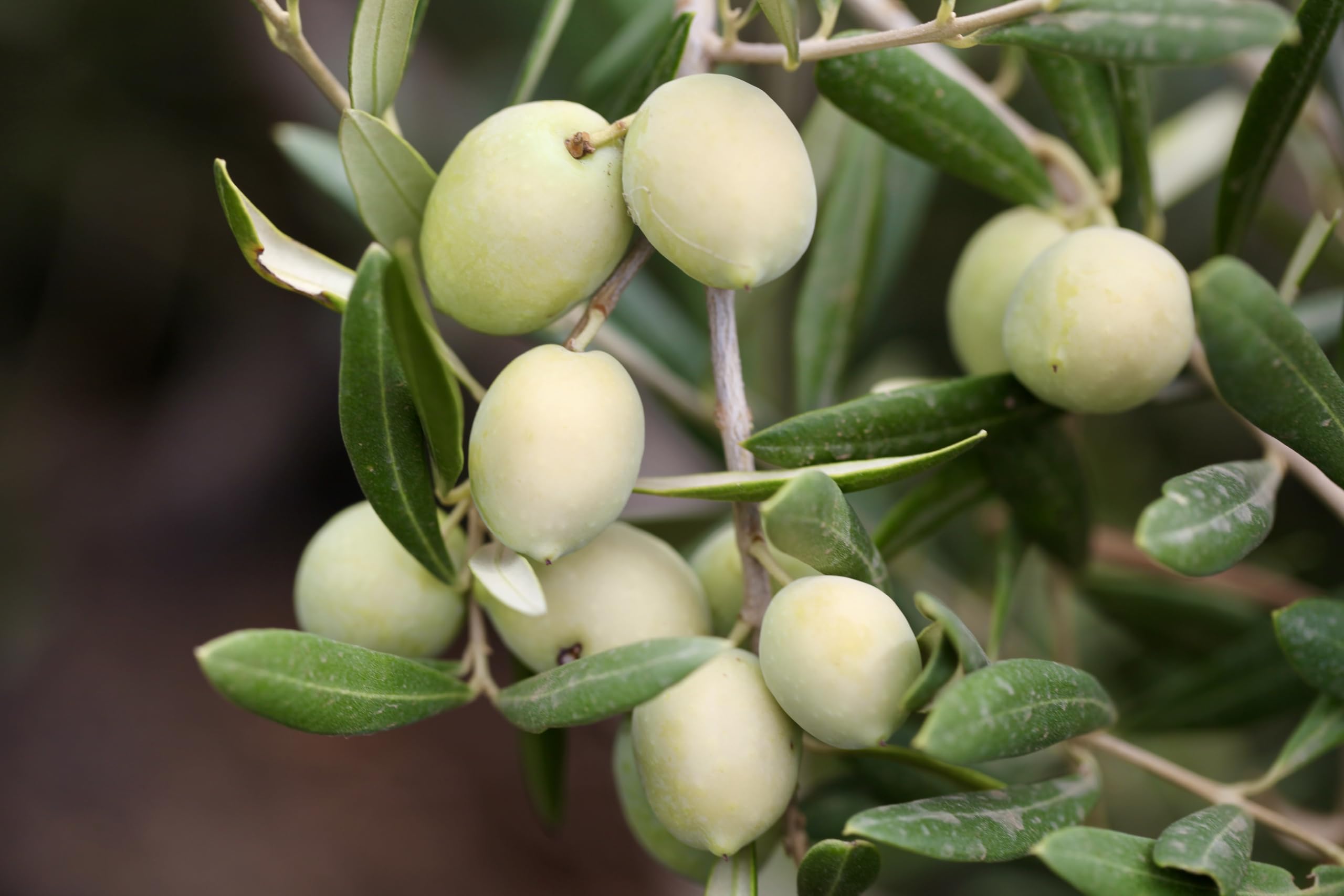 Nourish Me - Biancolilla 'La Bella' Olio Extravergine di Oliva Italiano. Estratto a Freddo. Raccolto a Mano a Pantelleria (500 ml)