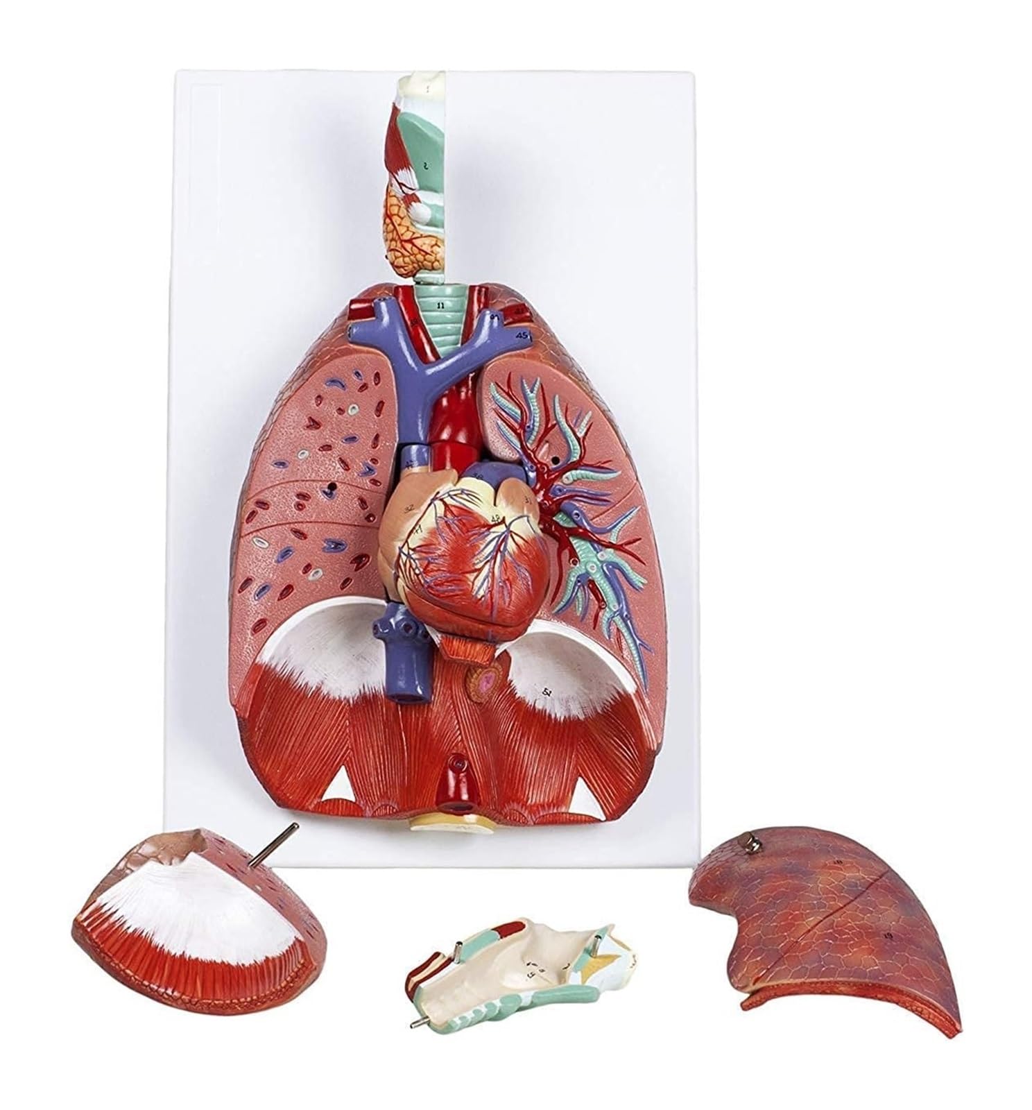 Modelo de pulmón humano para exhibición en aulas de ciencias y laboratorios