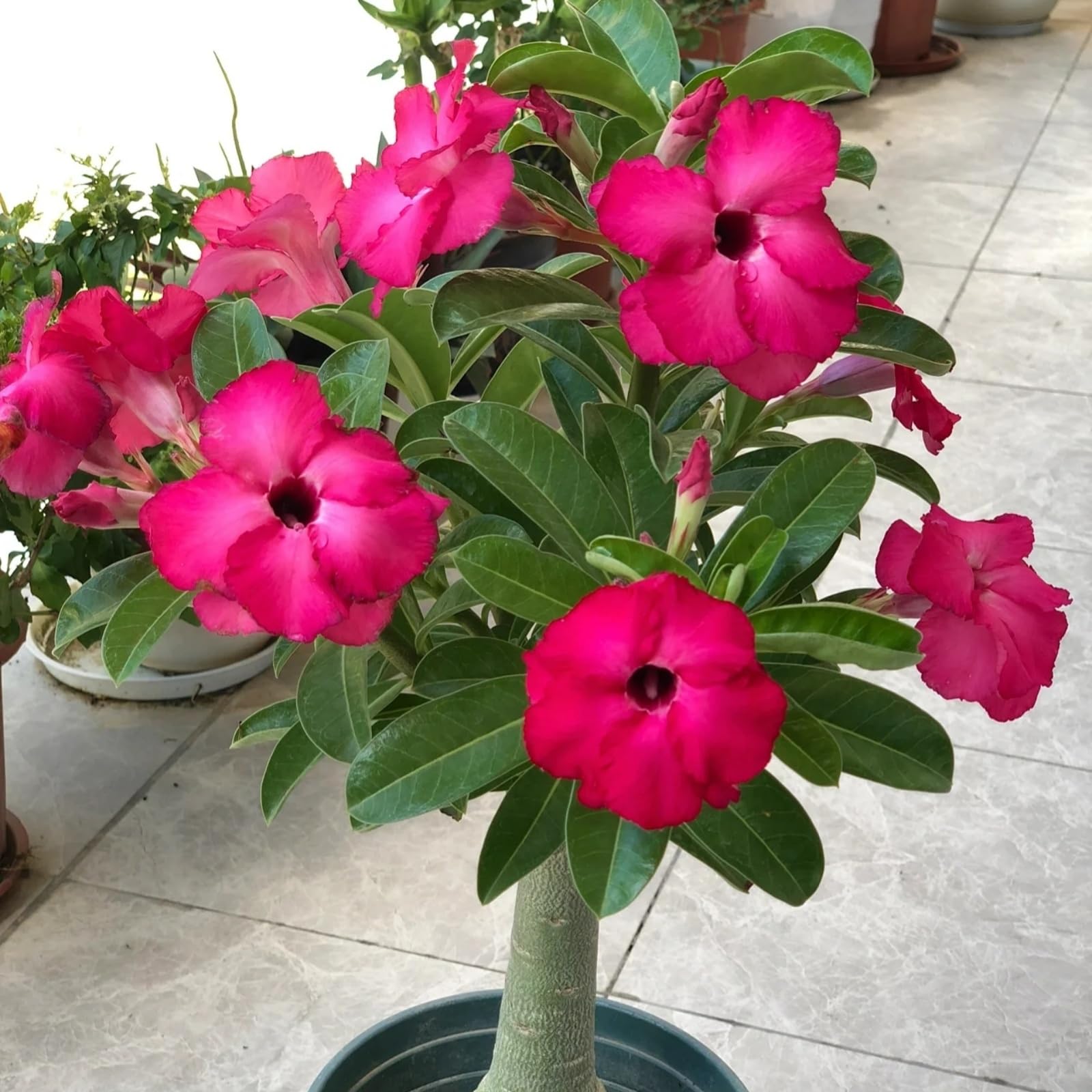 Desert Rose Plant Live Plant Root Excellent Display Indoor Perennial Balcony Garden Bulbs Can Be Potted-2Plant-G