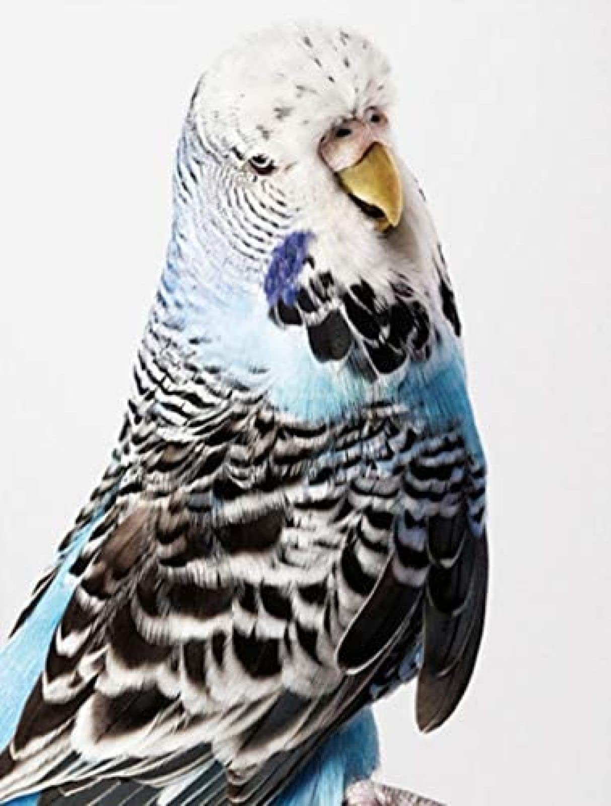 Sanzez Kgiq077 Diy Handmade 5D Diamond Painting Kit Budgie Full Drill Embroidery Picture Home Decor Wall Art 50X60cm