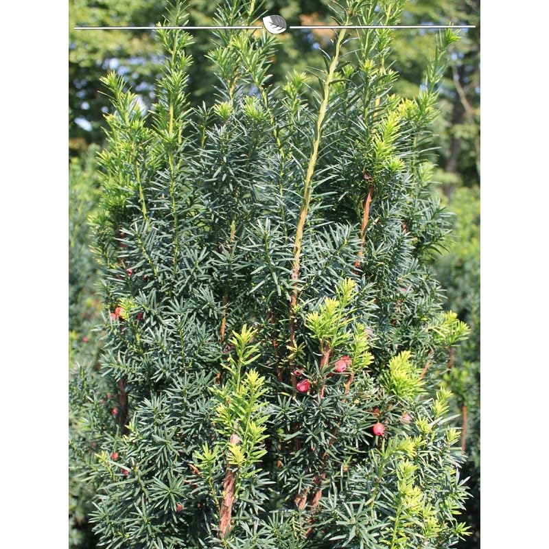 thuja kaufen globus Cryptomeria Globosa Nana (Japanese Cedar) | Dwarf Evergreen Tree