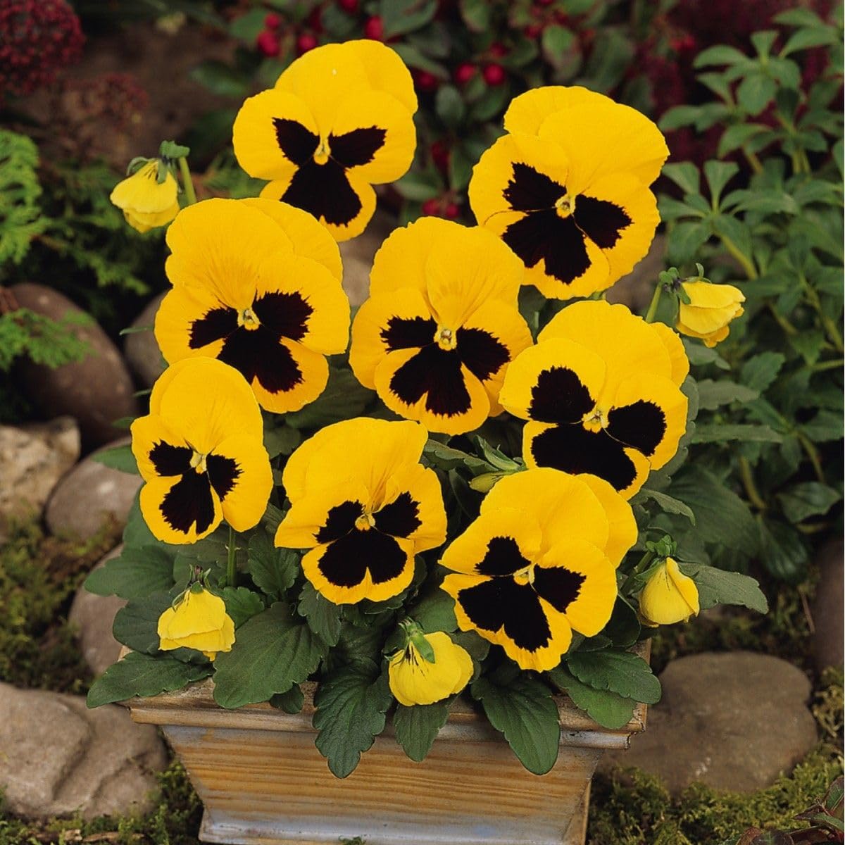 Pansy Matrix Yellow Blotch Tray of 10 x 5cm Garden Ready Plants