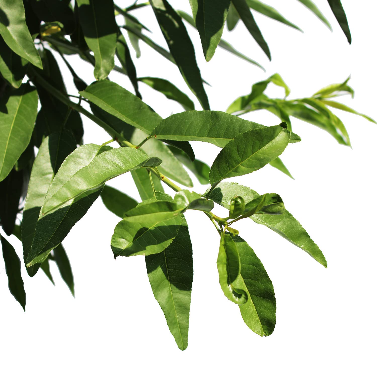 KENTIS - Albero di Mandorlo - Prunus Dulcis - Piante Vere da Esterno - Pianta da Frutto - Vaso da Coltura Ø 28 cm