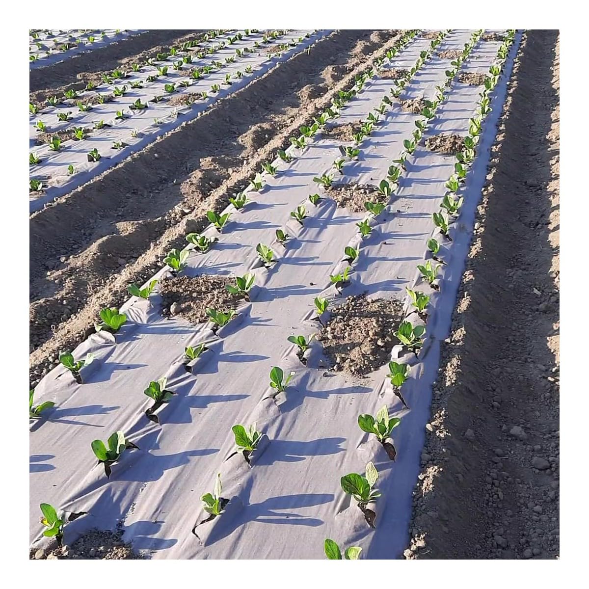 Toile de paillage Agricole 1.20 x 100m Autodégradable 2en1 Engrais et Anti Mauvaises Herbes 100% Cellulose