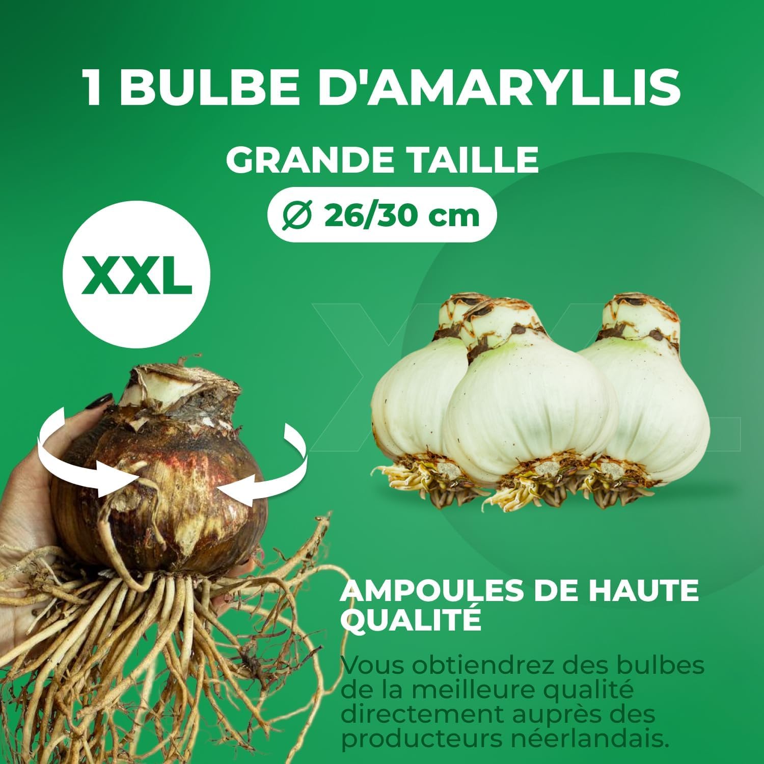 Amaryllis Bulbe Pink Passion 1 pièce Bulbes à fleurs grand format 26/30 Hippeastrum
