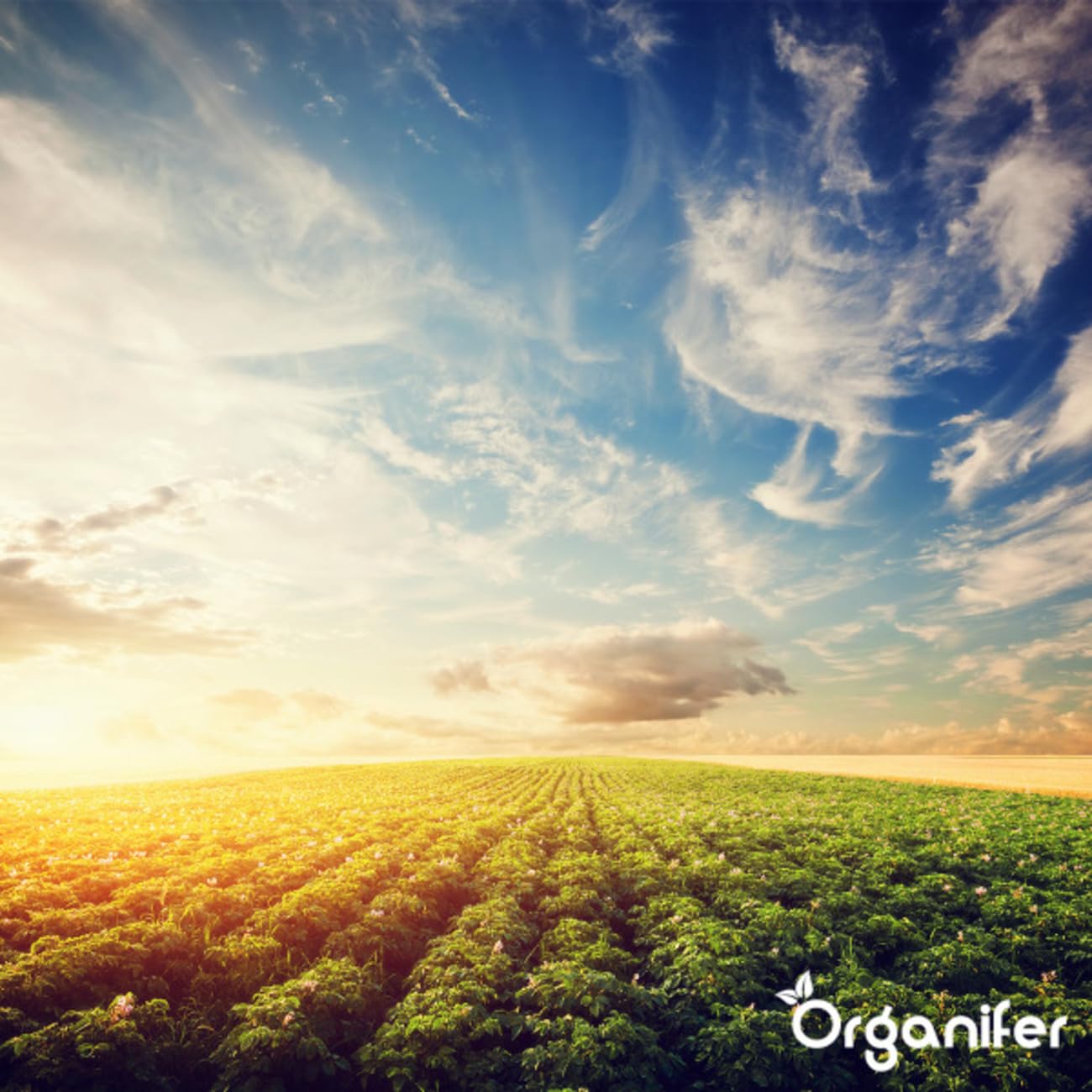 Vinasse Nk Fertilizer 4.5-8 Liquid | 800L Ibc - Organiczne Odżywianie Dla Wszystkich Roślin - Organifer