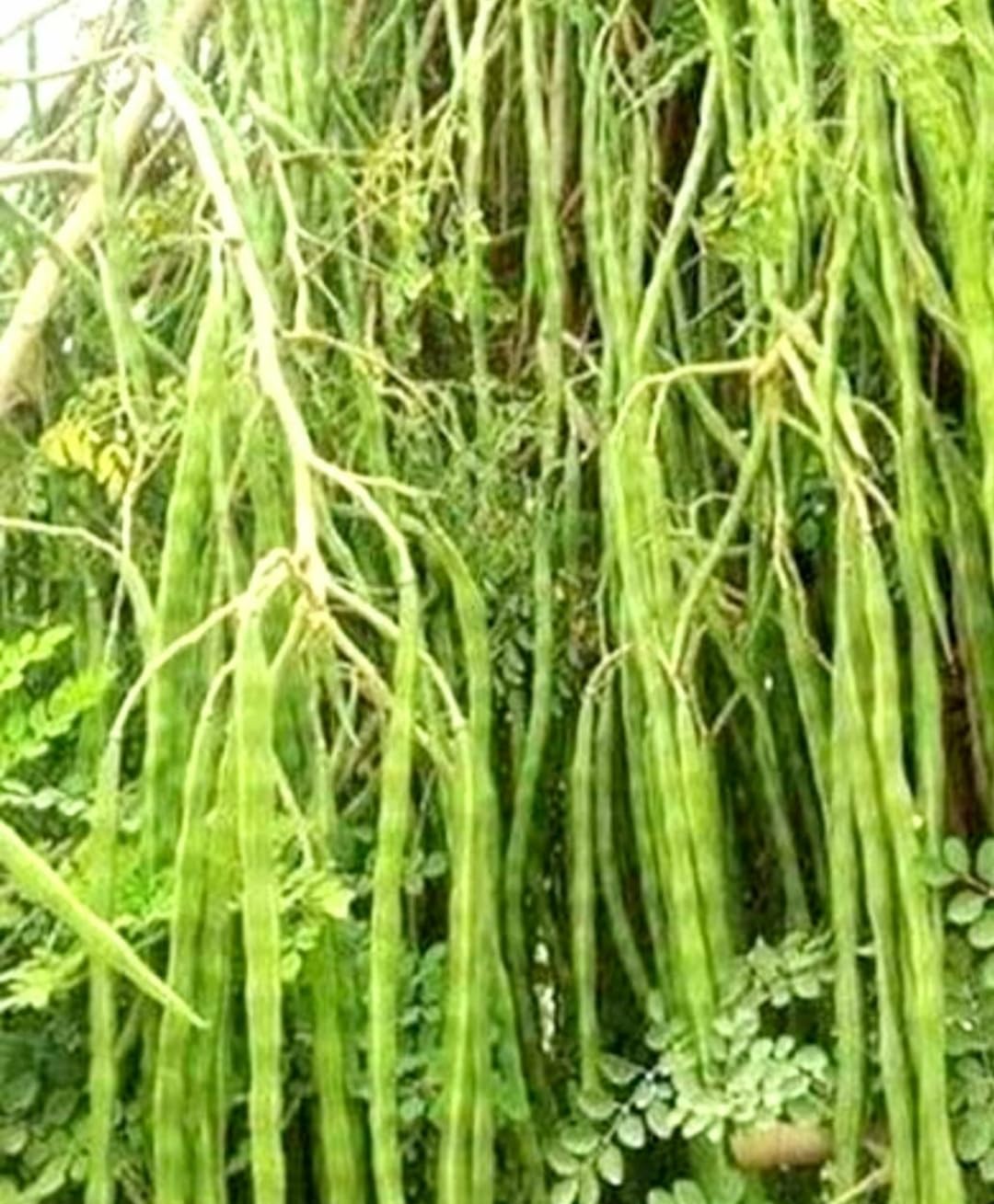 NATURE WORLD PREMIUM PKM1 VERITY HIGH YEALD HYBRID MORINGA MUNAGA DRUM STICKS FRESH SEEDS FOR GREAT HOME GARDENING (100 SEEDS) (B0CYLYLQKR) Amazon Price History, Amazon Price Tracker