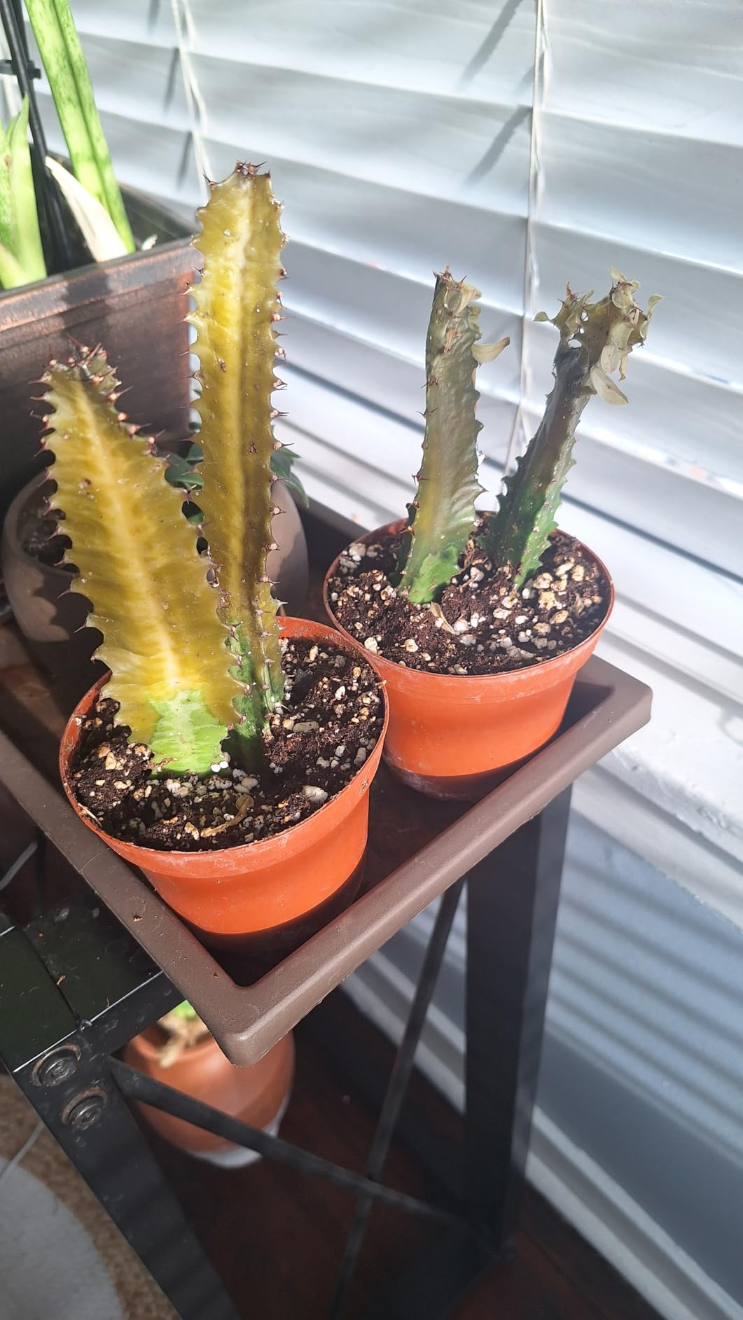 BubbleBlooms Red African Milk Tree, Euphorbia Guatemala | Ubuy