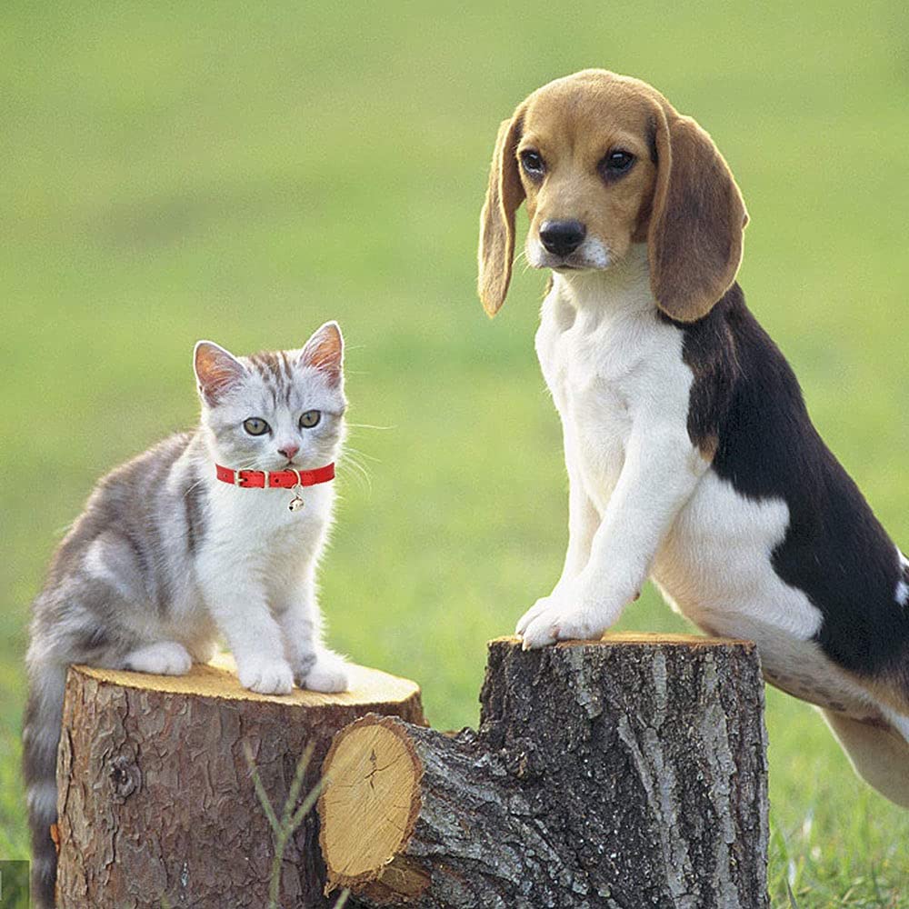 5 Pezzi Collare per Gatto in Pelle,Regolabile Collare Animali Domestici con Campana,Fibbia di Sgancio di Sicurezza Collare per Gatti Animaletti Picoli Cani