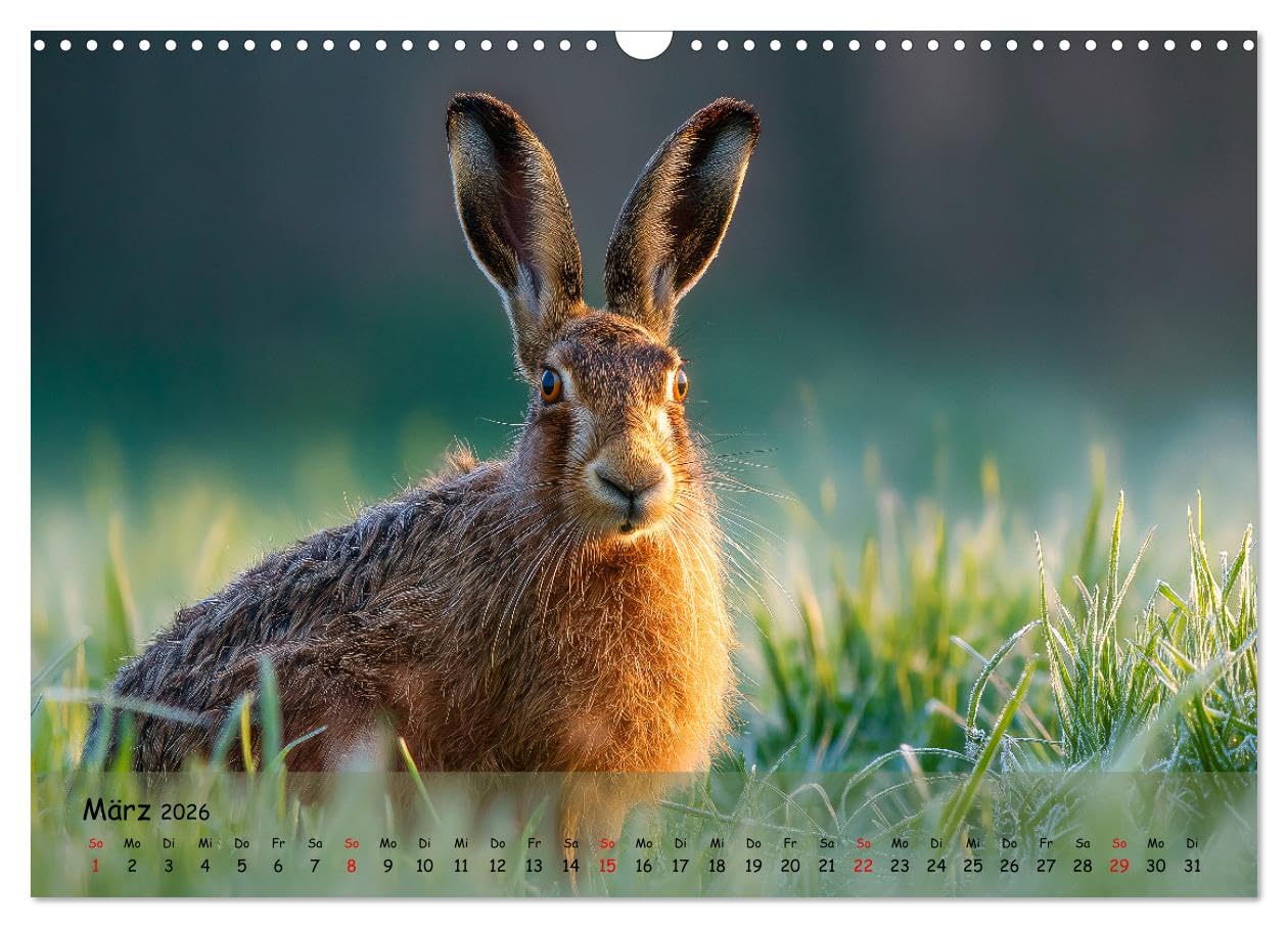 Jagd und Natur - Kalender für Jäger mit Wildtieren Deutschlands im Jahreslauf (Wandkalender 2026 DIN A3 quer), CALVENDO Monatskalender: ... in ihrer schönsten Form. (CALVENDO Natur)