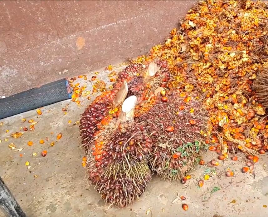 Miniatura 5 de Aceite de batana para el crecimiento del cabello, 100% puro, prensado en frío, orgánico, recomendado por Dr. Sebi, evita la pérdida de cabello,