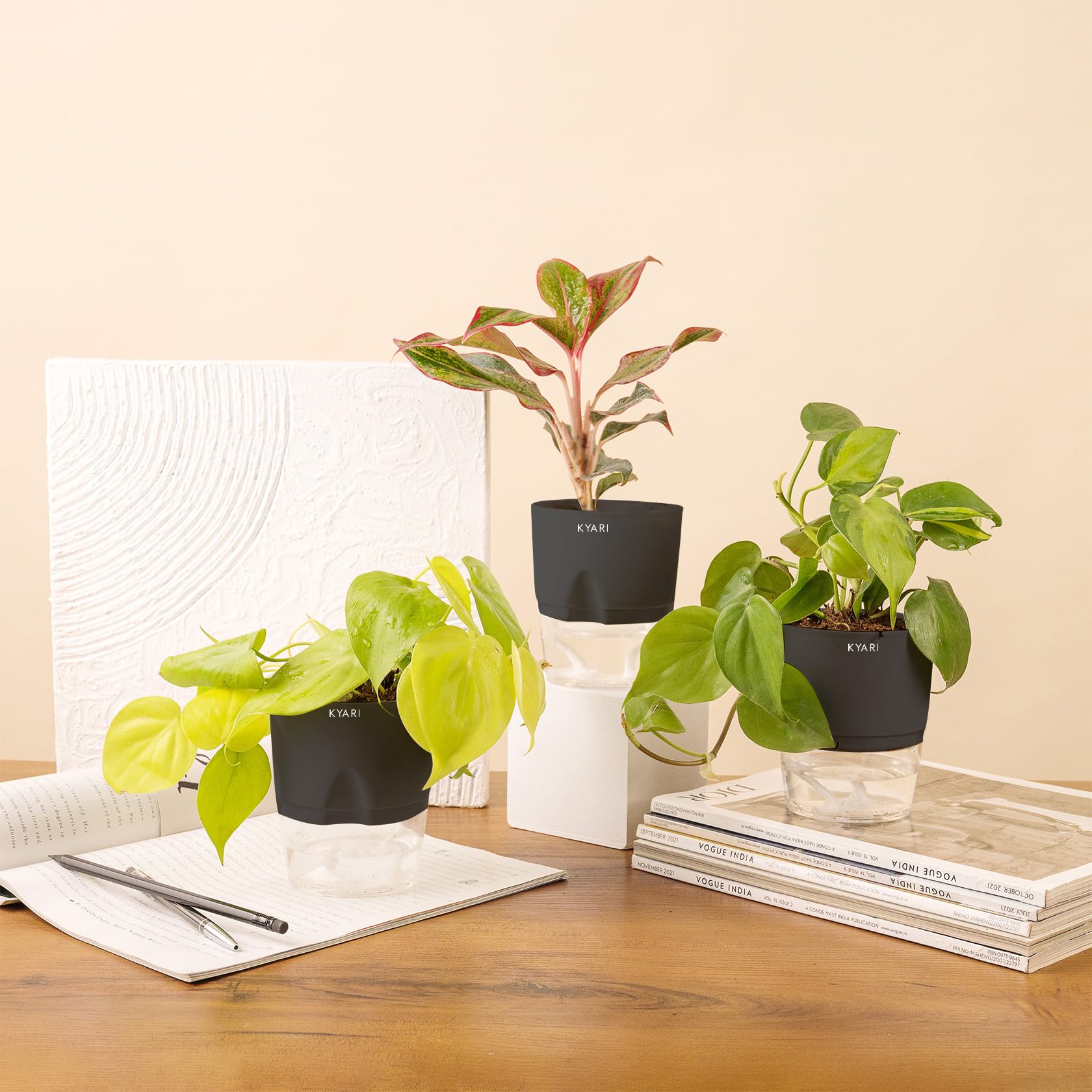 KYARI Aglaonema Lipstick-Money variegated-Golden Money Combo of 3 Indoor Plants for Living Room | Live Plants | Plants with Grey Pot for Home Air purifier plants | Plants for Home Decor & Garden (B0CHYRDX8Z) Amazon Price History, Amazon Price Tracker