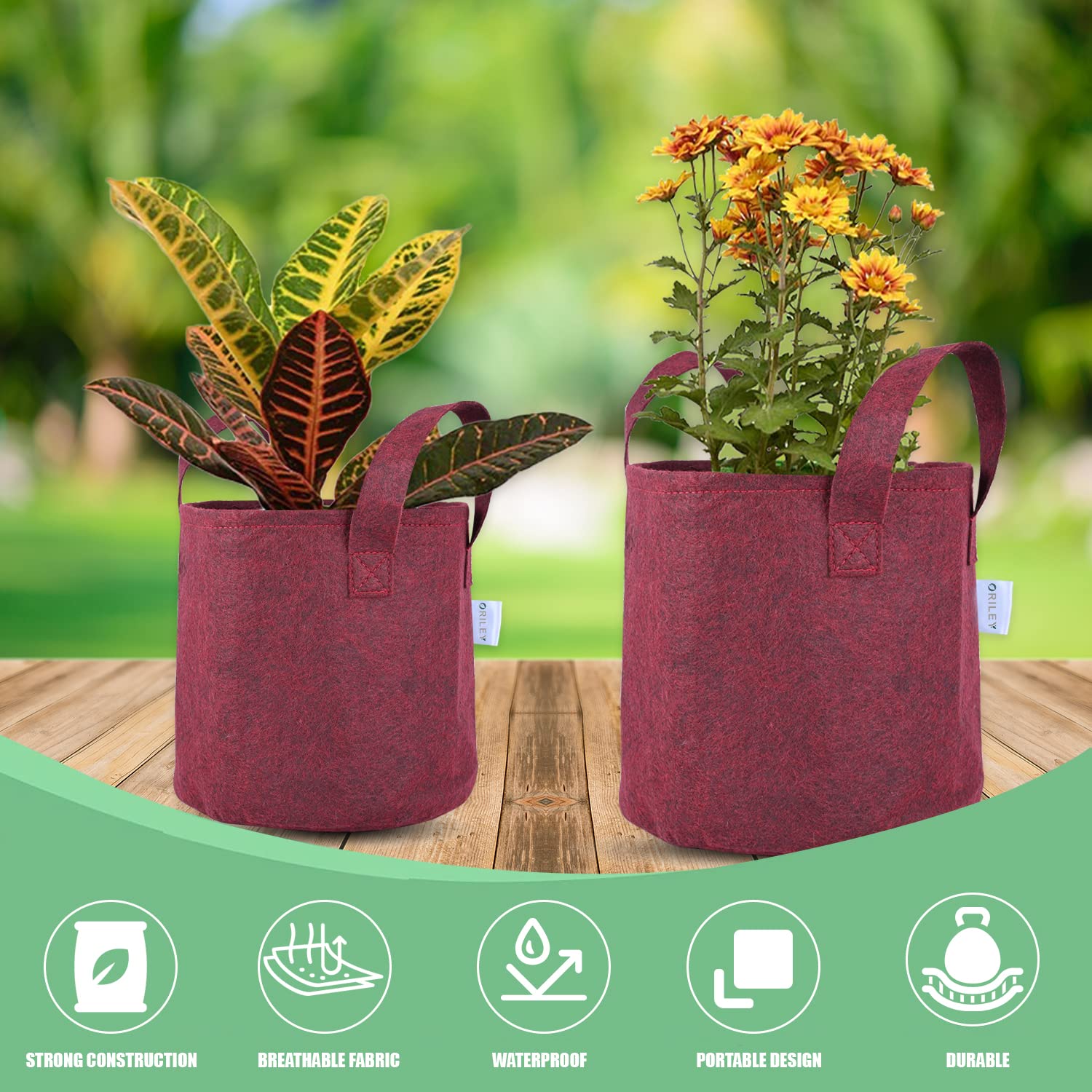 Top 182+ grow bags amazon india best esthdonghoadian