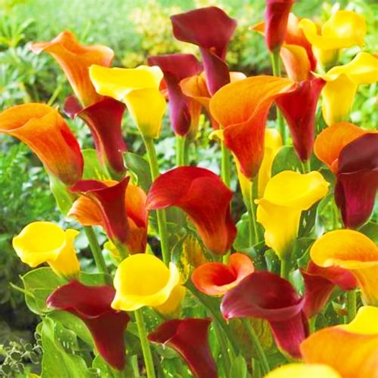 Calla Lily Bulbs-Calla Lily Plants Ornamental Flowers/Garden Flowers/Wedding Flowers/Plant Bulbs/Hardy Perennial-4bulbs-a