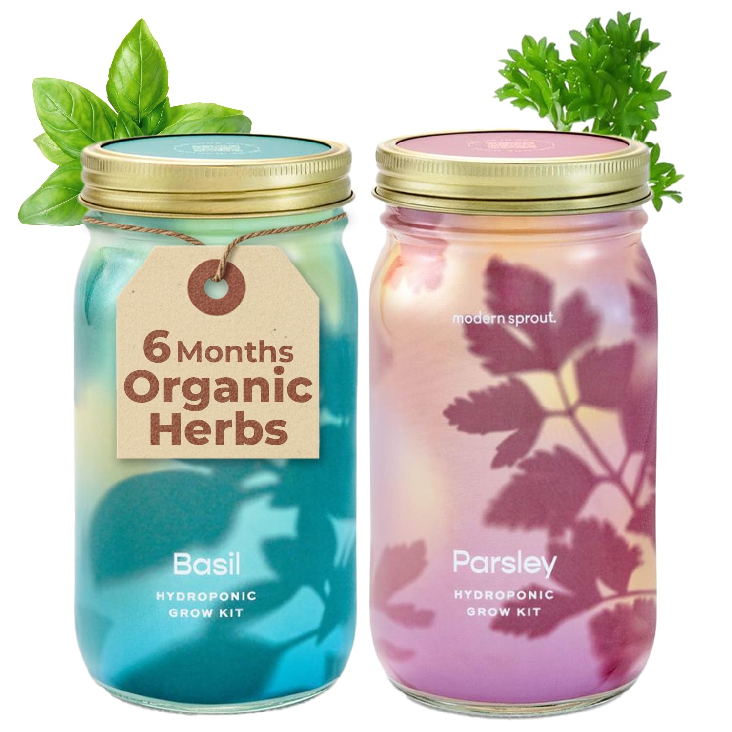 Modern Sprout Mason Garden Jar - Self-Watering Hydroponics Growing System Kit w/Organic Herb Seeds - Sprouting Jar Planter for Indoor Herb Garden -