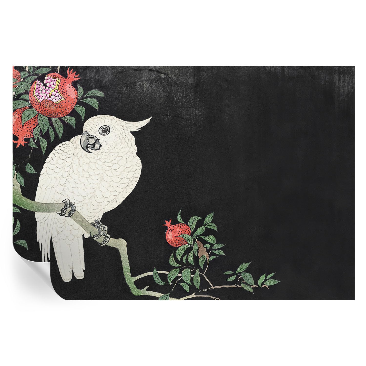 Murales de vinilos Loro granado 152x104 cm y cubiertas decorativas para paredes de hogar