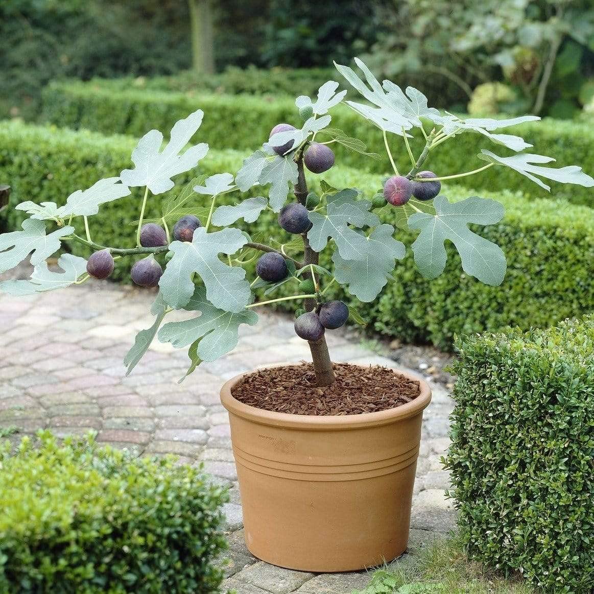 Roots Plants Fig Tree 'Brown Turkey' - Self-Fruiting Outdoor Fruit Plant - Hardy & High Yielding - Supplied in a 3 Litre Pot (30-40cm Incl. Pot) - Edible Fresh Figs for Home Garden and Patios