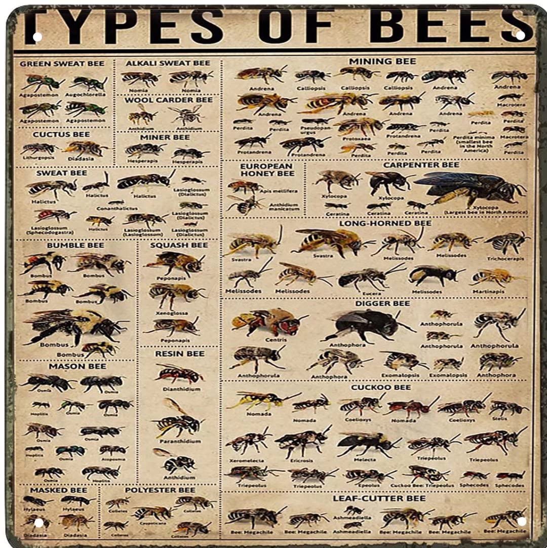 Tin Sign Vintage Wall Poster Bee Types Poster, Types of Bee Poster, Knowledge Poster, Bee Lover, Honey Bee Lover,Wall Poster Plaque for Home Kitchen Bar Coffee Shop 8x12 Inch