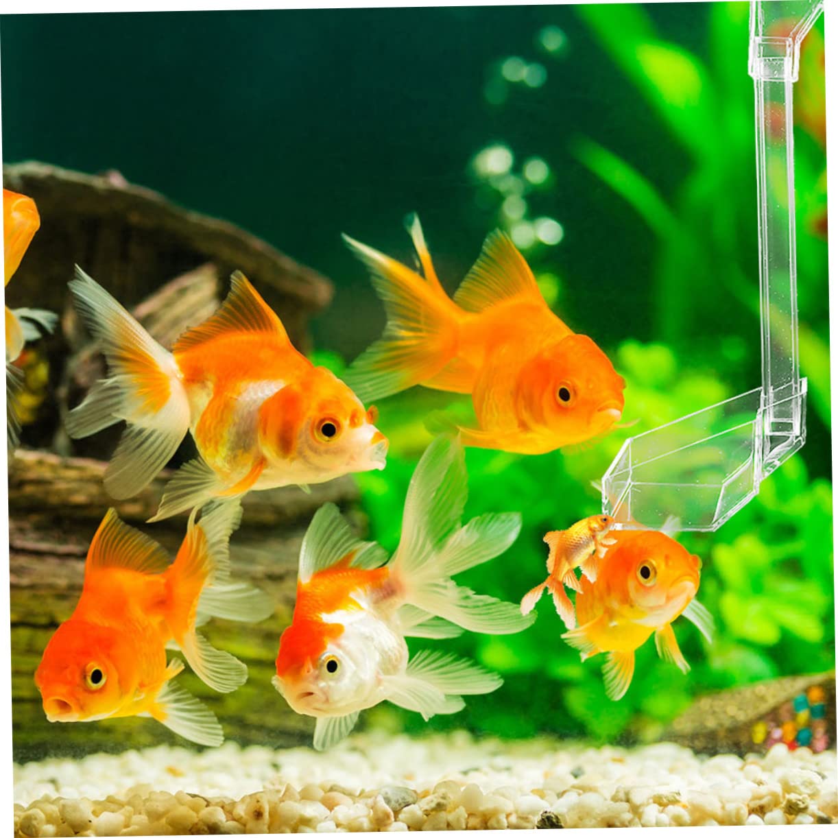 POPETPOP 3piezas Comedero De Acrílico Transparente para Acuarios Alimentador De Camarones para Peceras y Acuarios Previene Desperdicio De Alimento