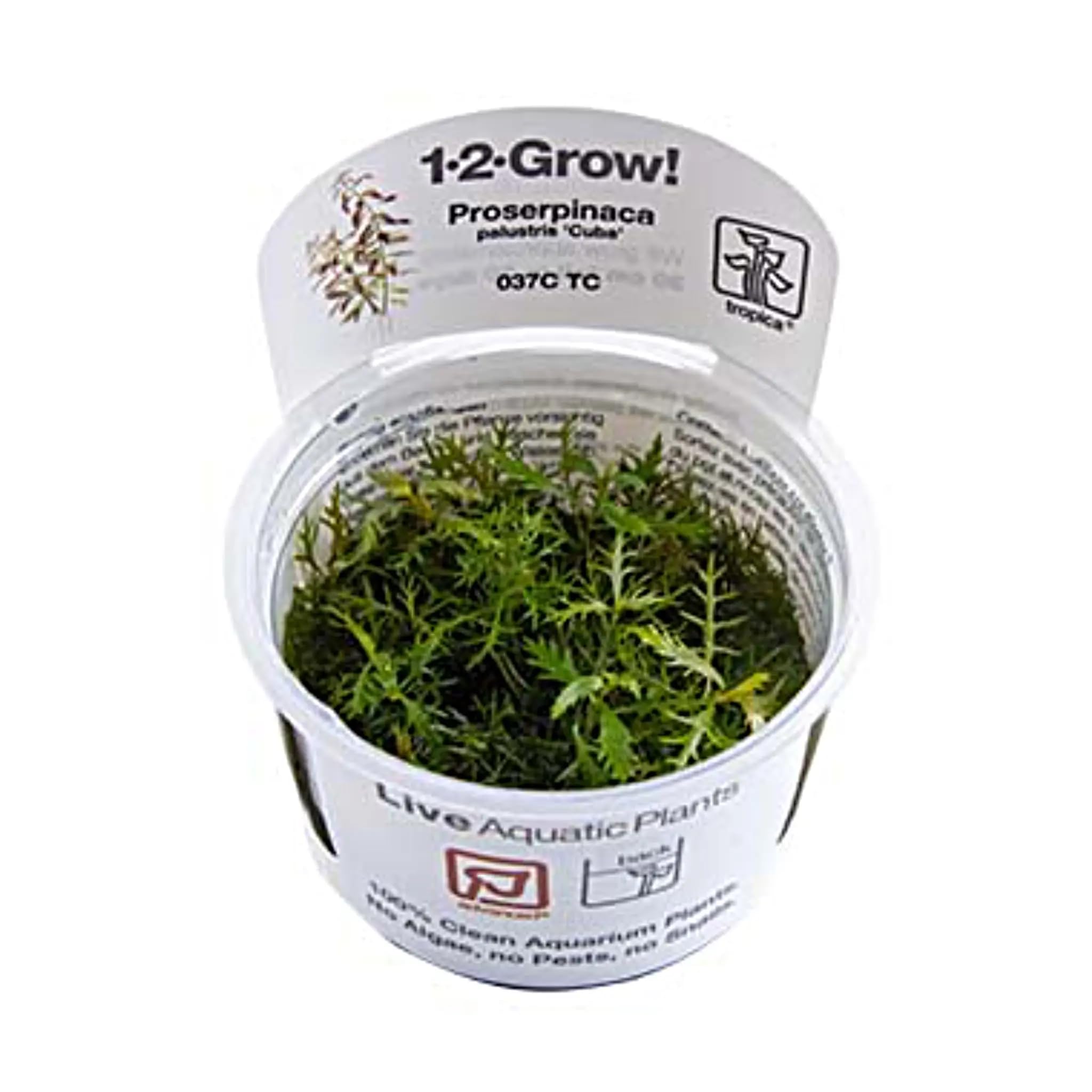 Tropica Proserpinaca palustris Cuba 1-2-Grow! Aquarium Plant