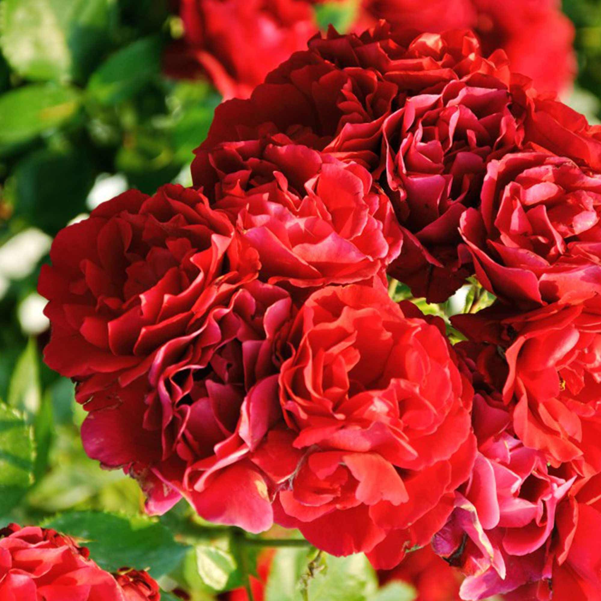 Suttons Rose Fairy Red Plant, Polyantha, Red Flowers, Ideal for Patio Pots, Containers, Beds and Borders, 1 x 1.5-Litre Potted Plant