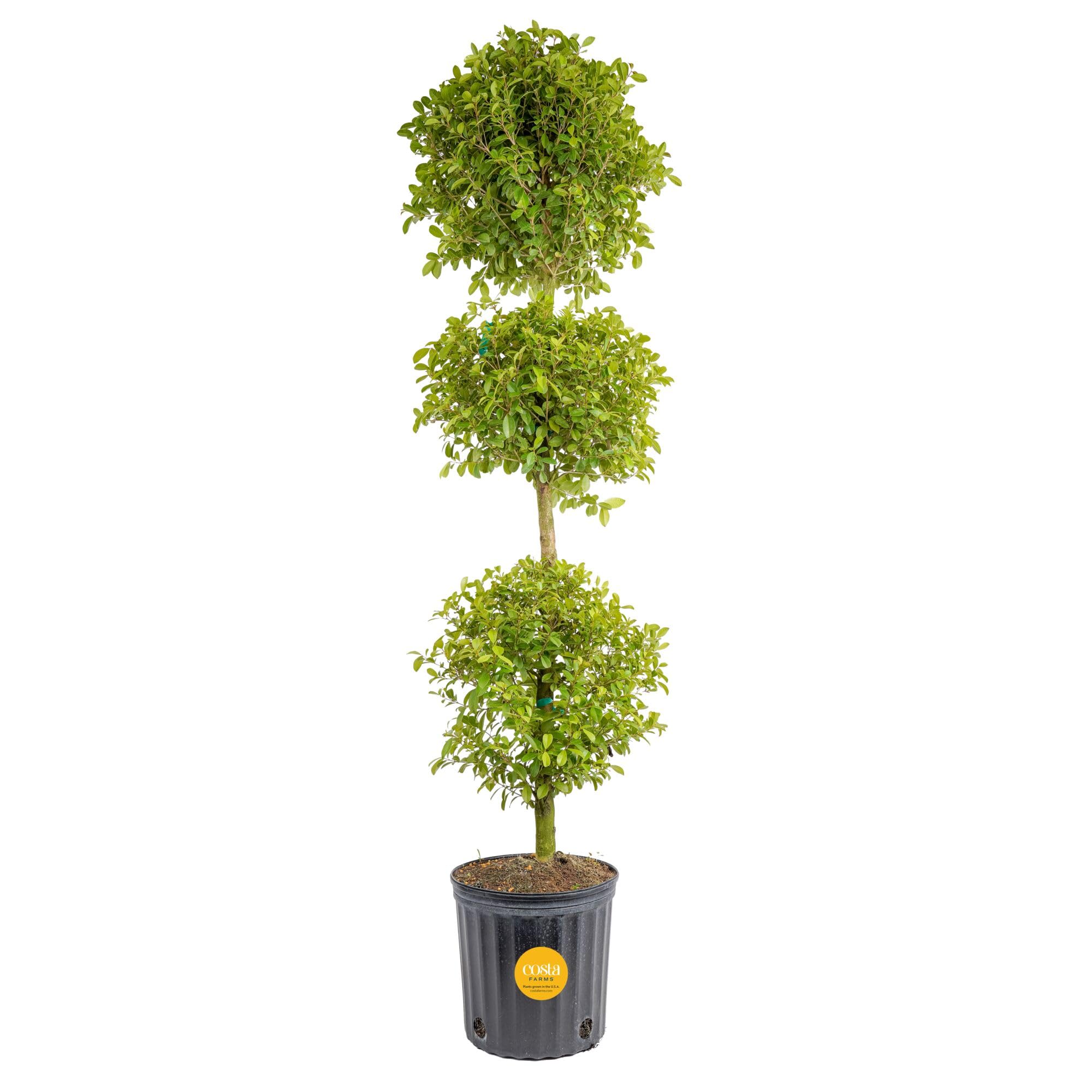 Costa Farms 3-Ball Eugenia Topiary Live Indoor Plant, Potted in Nursery Plant Pot, Indoor Outdoor Home and Patio Decor, 42-Inches Tall