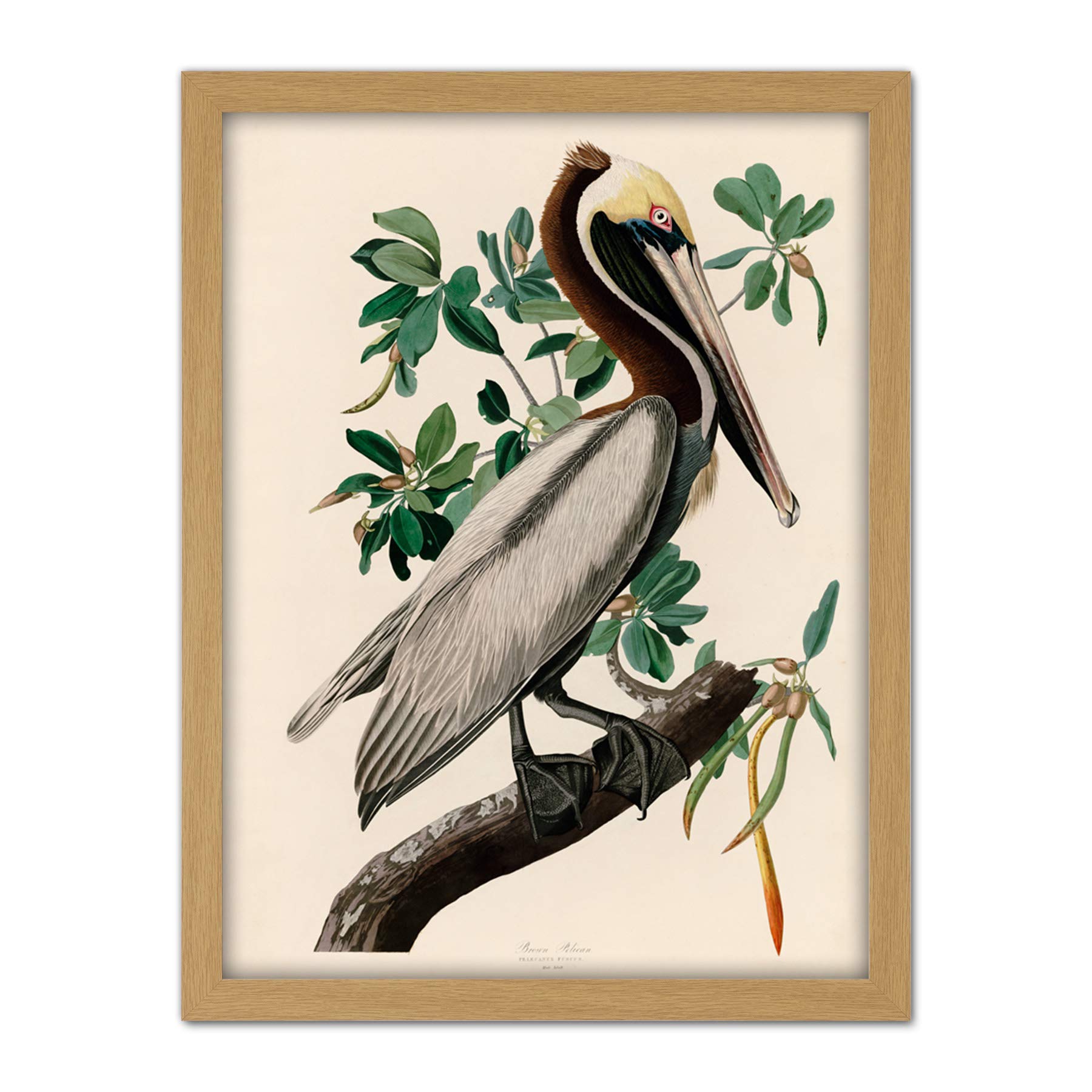 Artery8 Audubon Birds America Brown Pelican Artwork Framed Wall Art Print 18X24 Inch