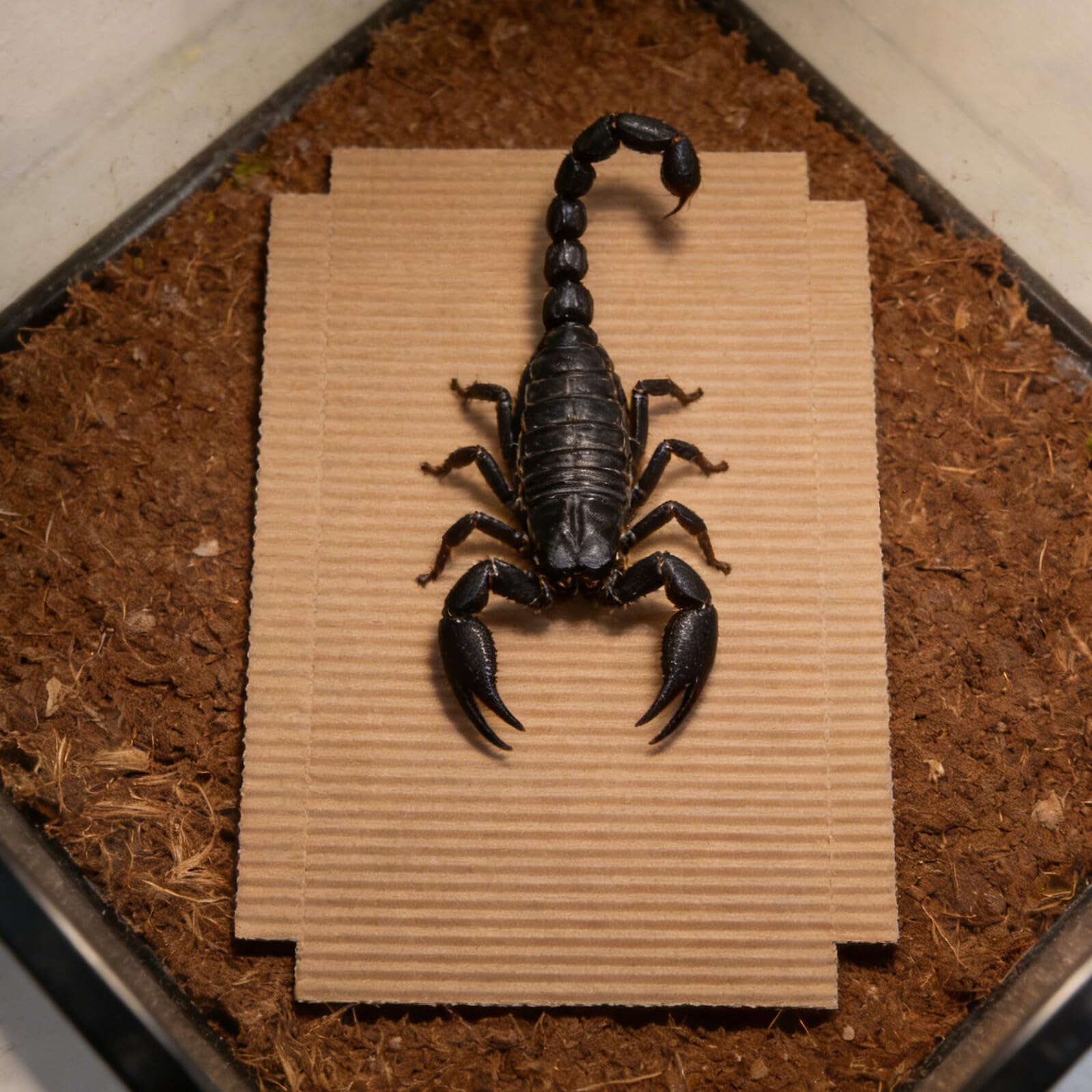 100 Pezzi Rivestimento Ondulato per Terrario Rettili, Fondo Assorbente in Cartone per Habitat Gabbie, Adatto per Draghi Barbuti, Serpenti e Lucertole, Facile da