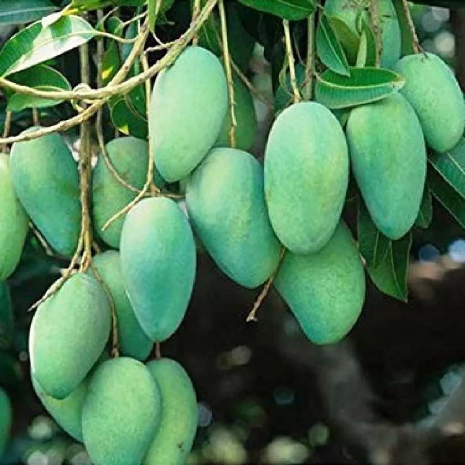 See full amazon price history chart for Hug A Plant | Thailand All Season Mango (Mangifera indica) Grafted Fruit Live Plant (Home & Garden) Hug A Plant | Thailand All Season Mango (Mangifera indica) Grafted Fruit Live Plant (Home & Garden) (B0C7QC52NQ) Amazon Price History, Amazon Price Tracker